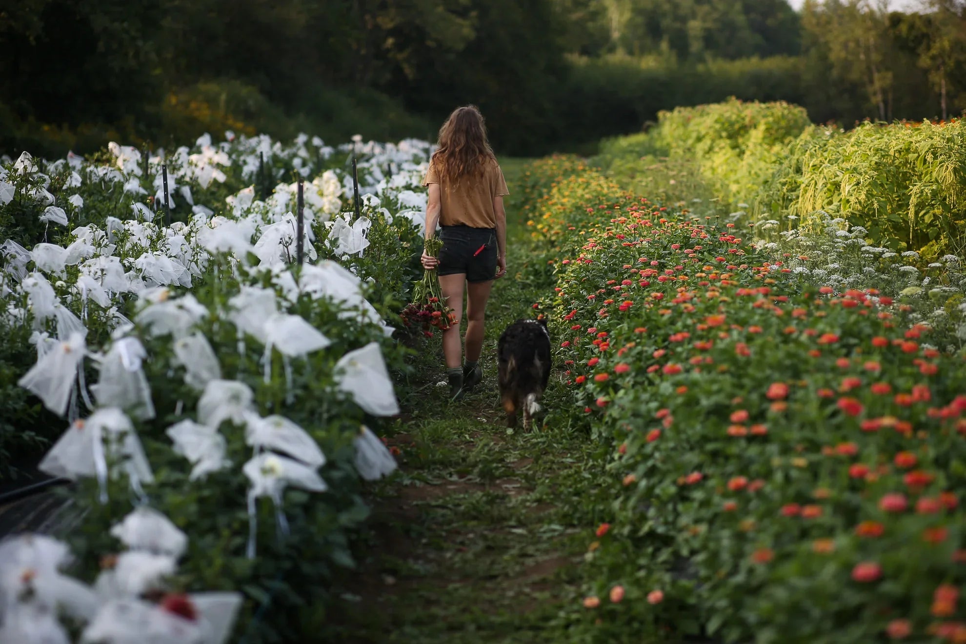 Comprendre les catégories de fleurs : Annuelles, Vivaces et Bisannuelles