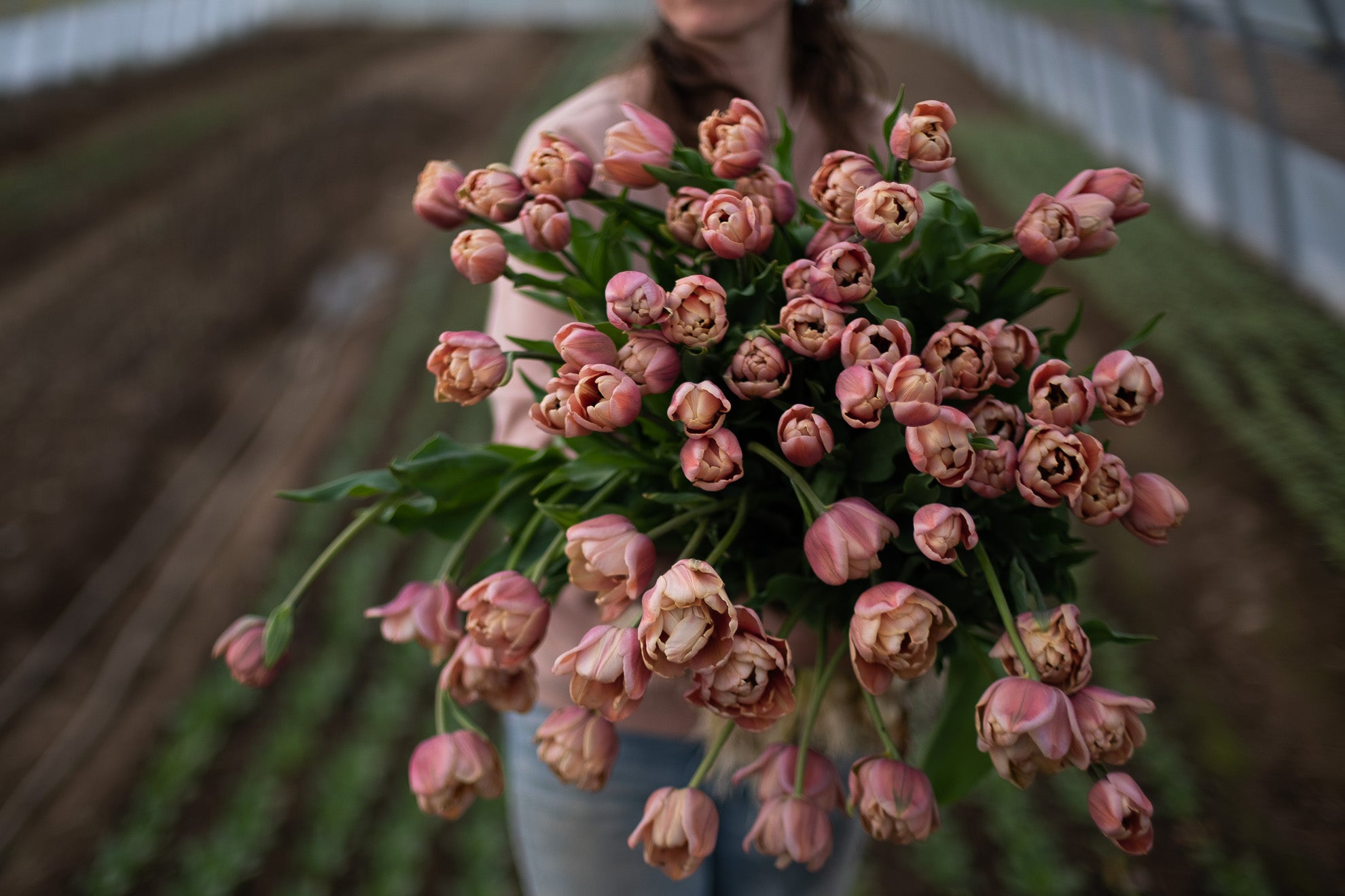 Comment choisir ses variétés de tulipes