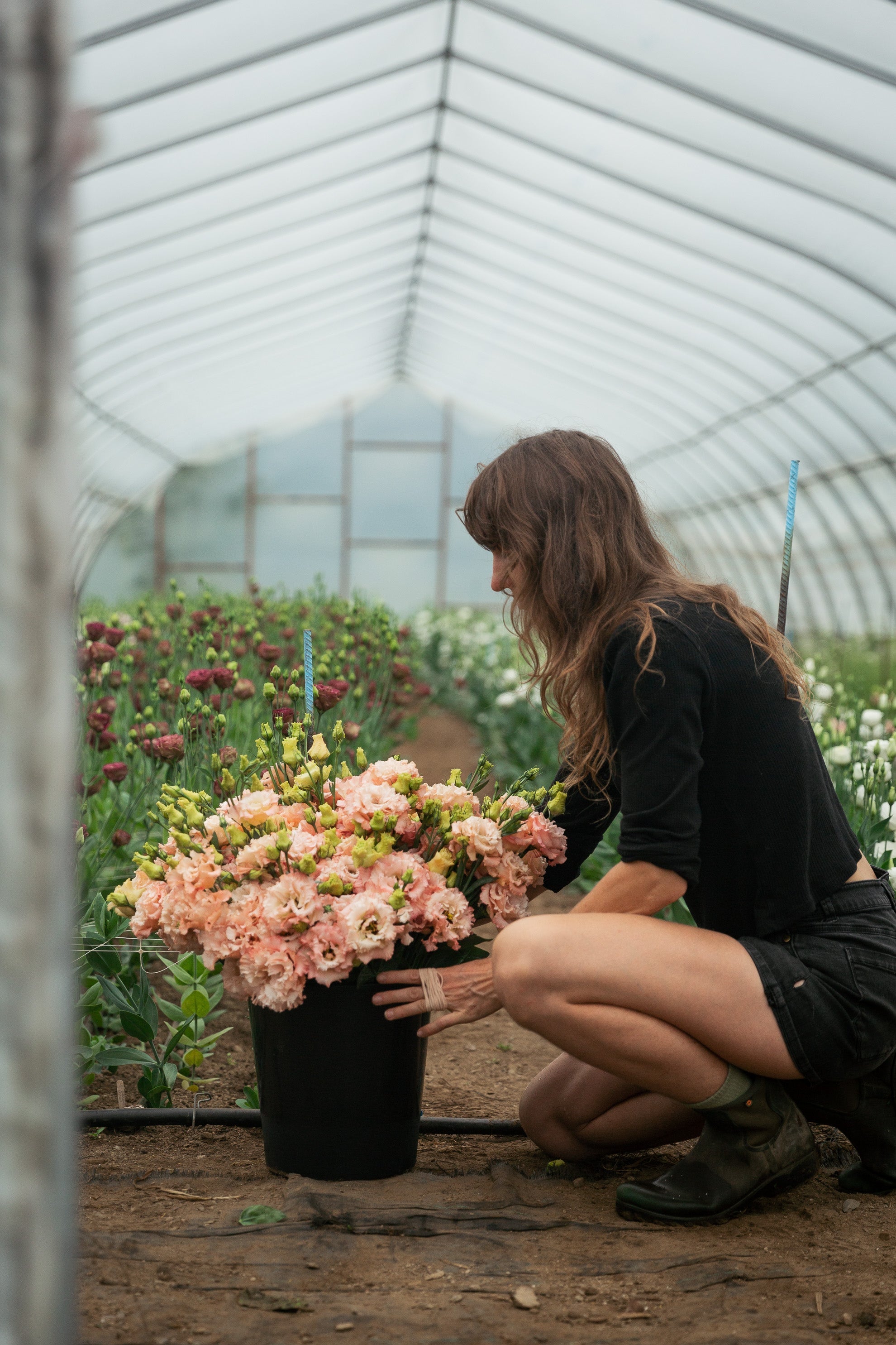 Le Lisianthus : Un défi sympathique pour des fleurs d’exception