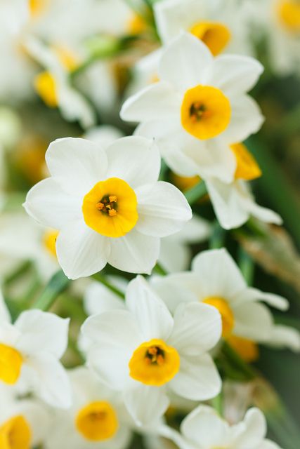 Narcisse Chinese Sacred Lily