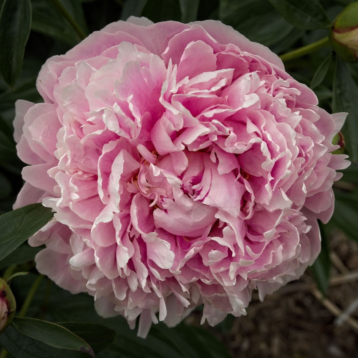 Pivoine Sarah Bernhardt