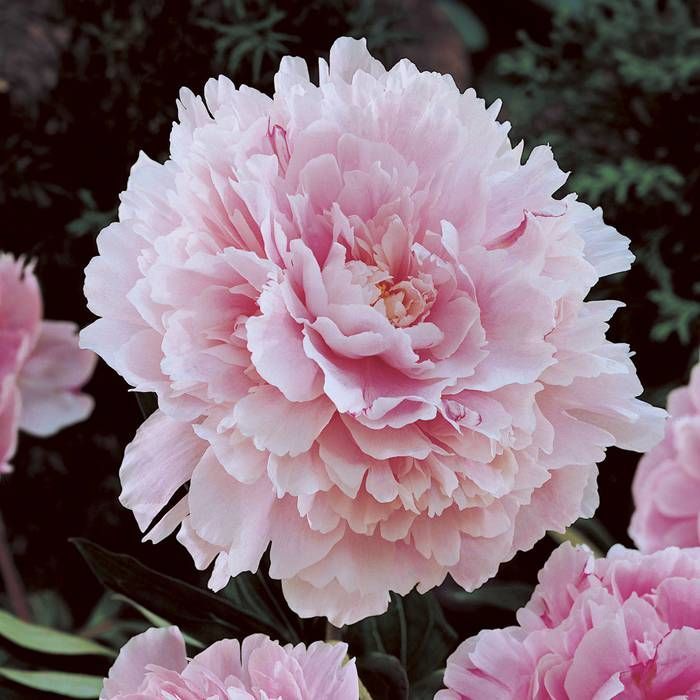 Pivoine Sarah Bernhardt