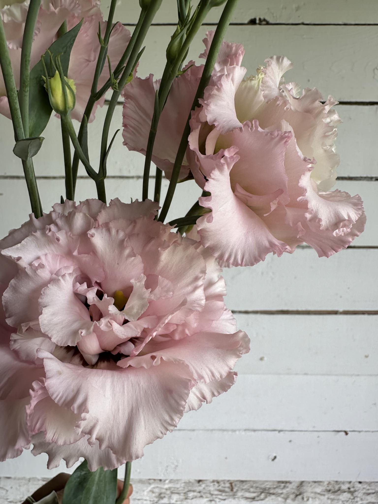 Lisianthus Voyage pink pro