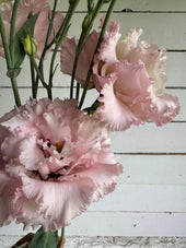 Lisianthus Voyage pink pro