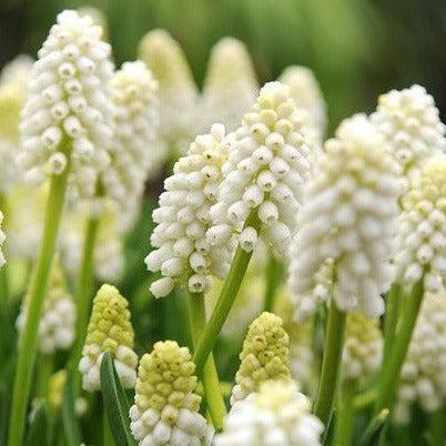 Muscari White Magic