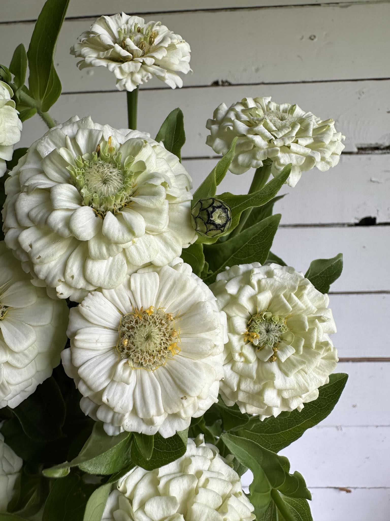 Zinnia Oklahoma White