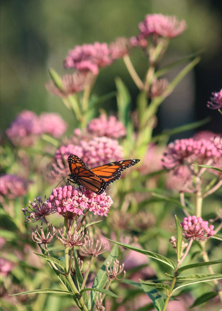 Asclépiade Swamp Milkweed