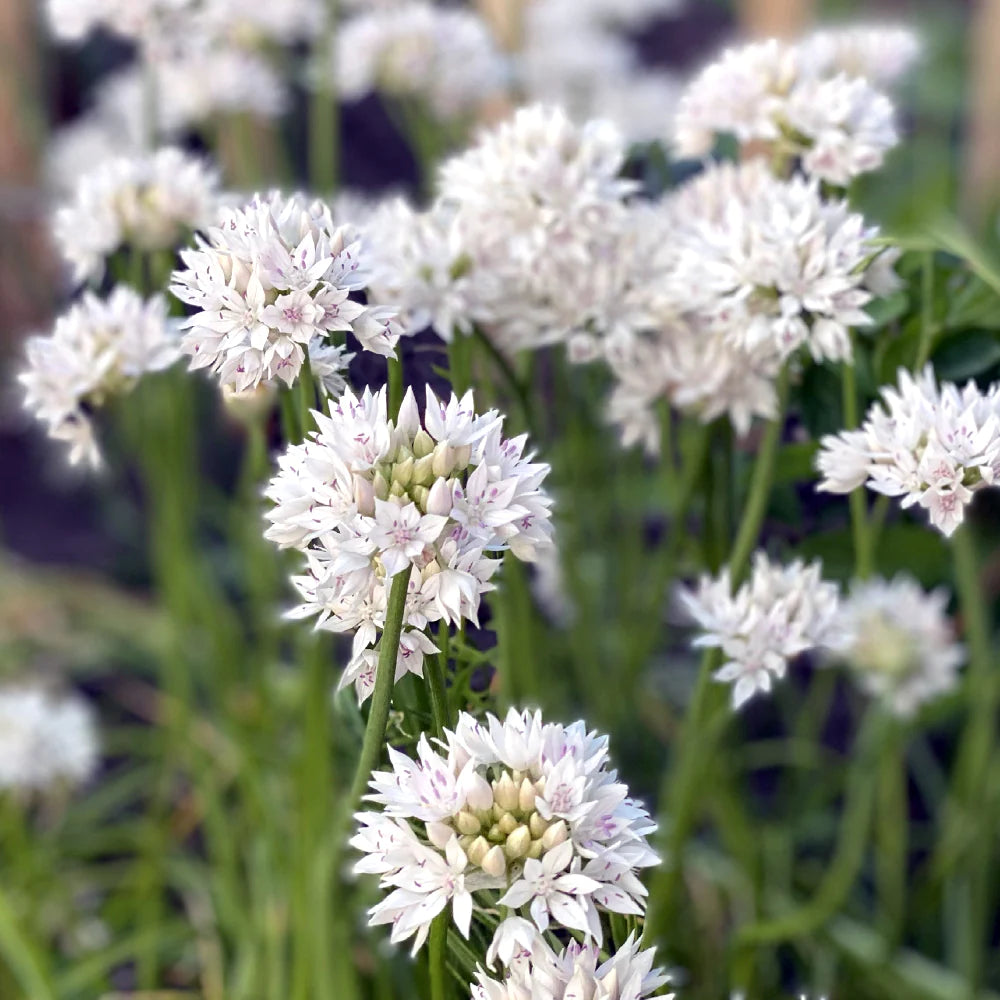 Allium Graceful Beauty