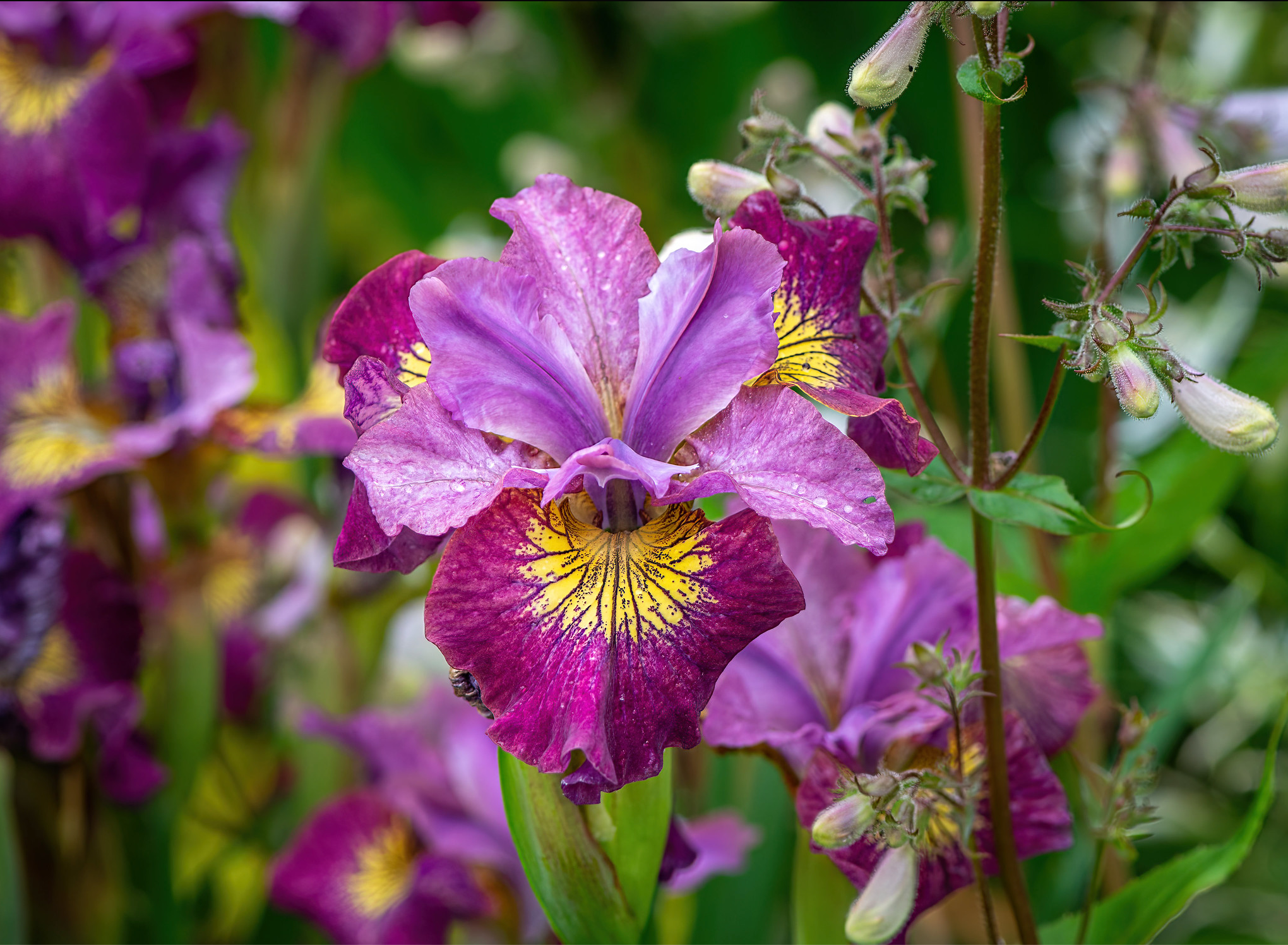 Iris sibirica Miss Apple