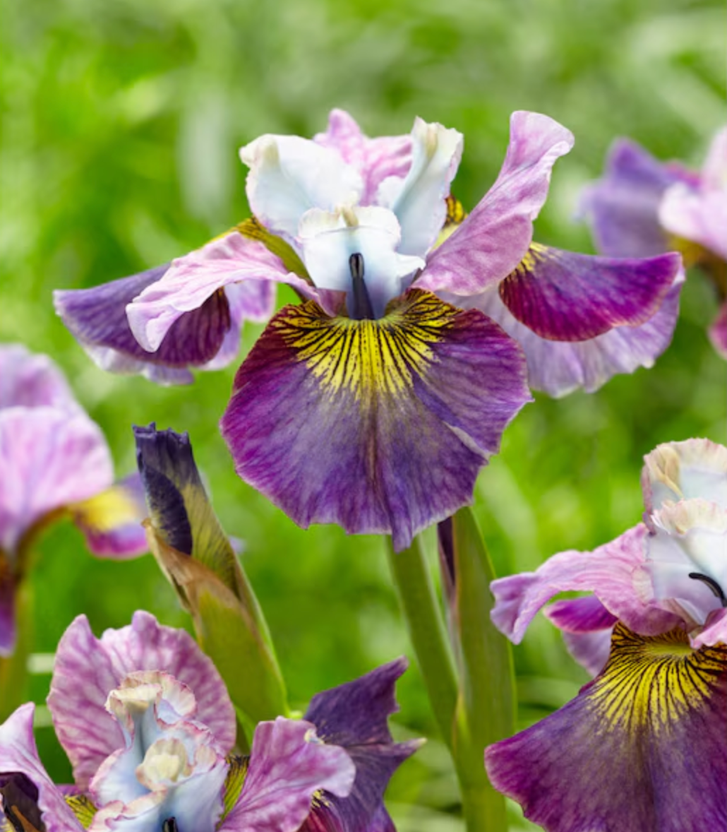 Iris Sibirica On Mulberry Street