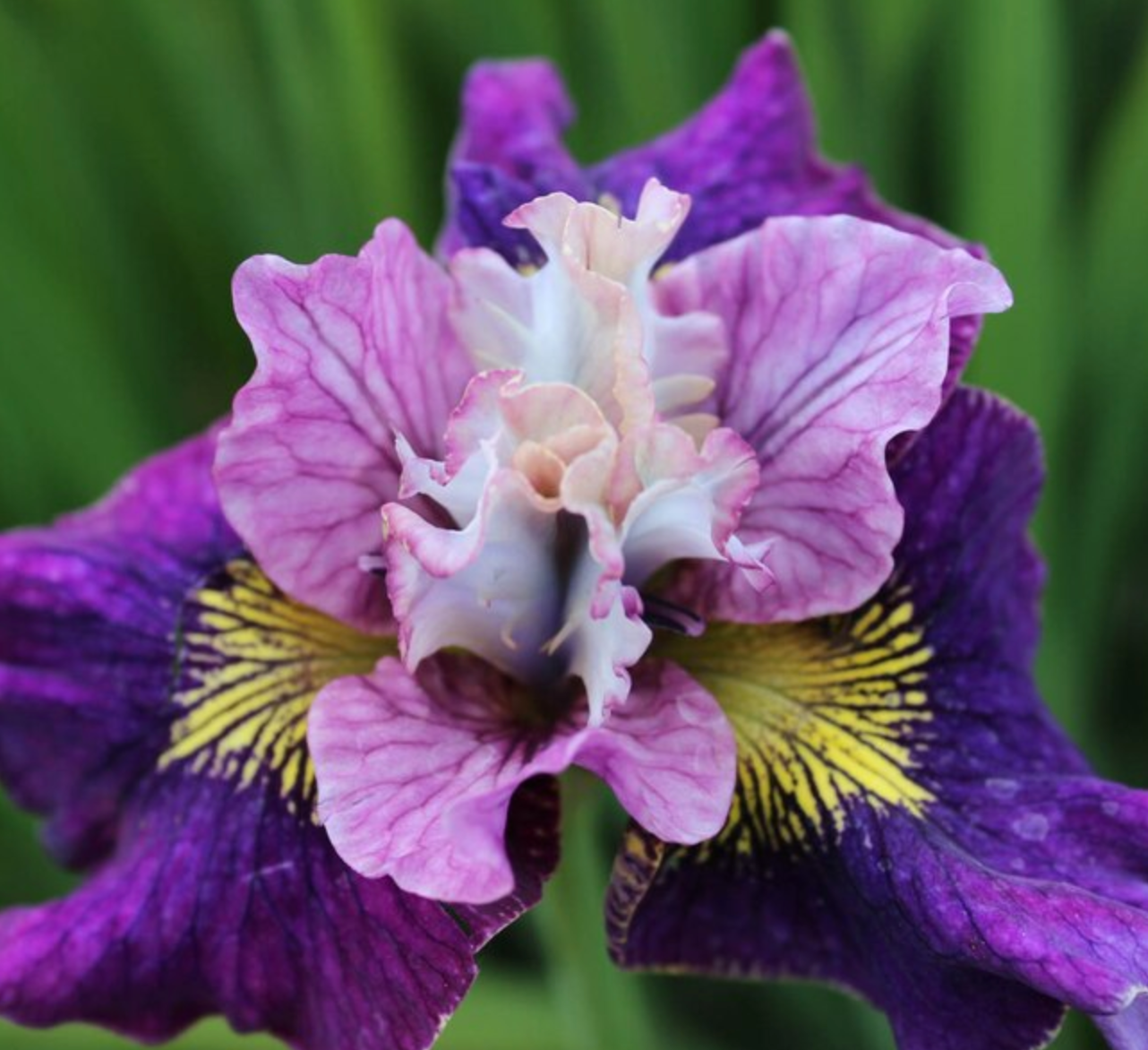 Iris Sibirica On Mulberry Street