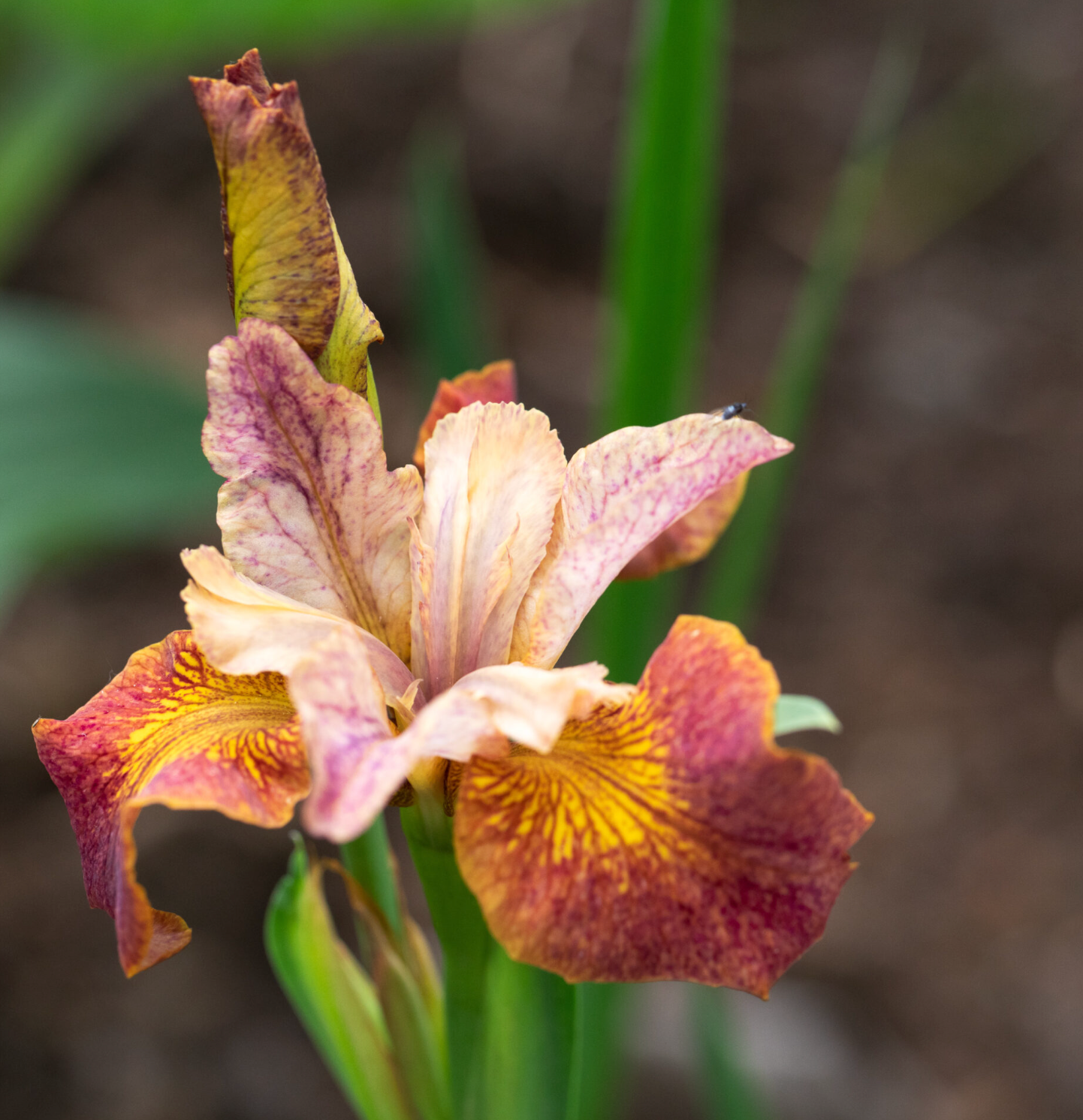 Iris Sibirica Paprikash