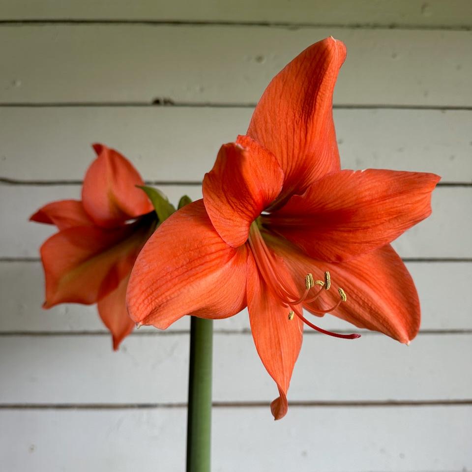 Floramama_Ferme_Florale_Amaryllis_Rilona