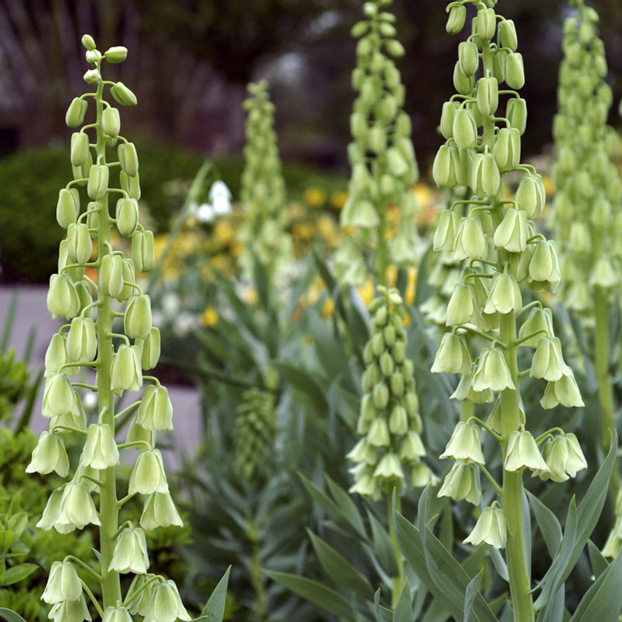 Frittilaire	Ivory Bells