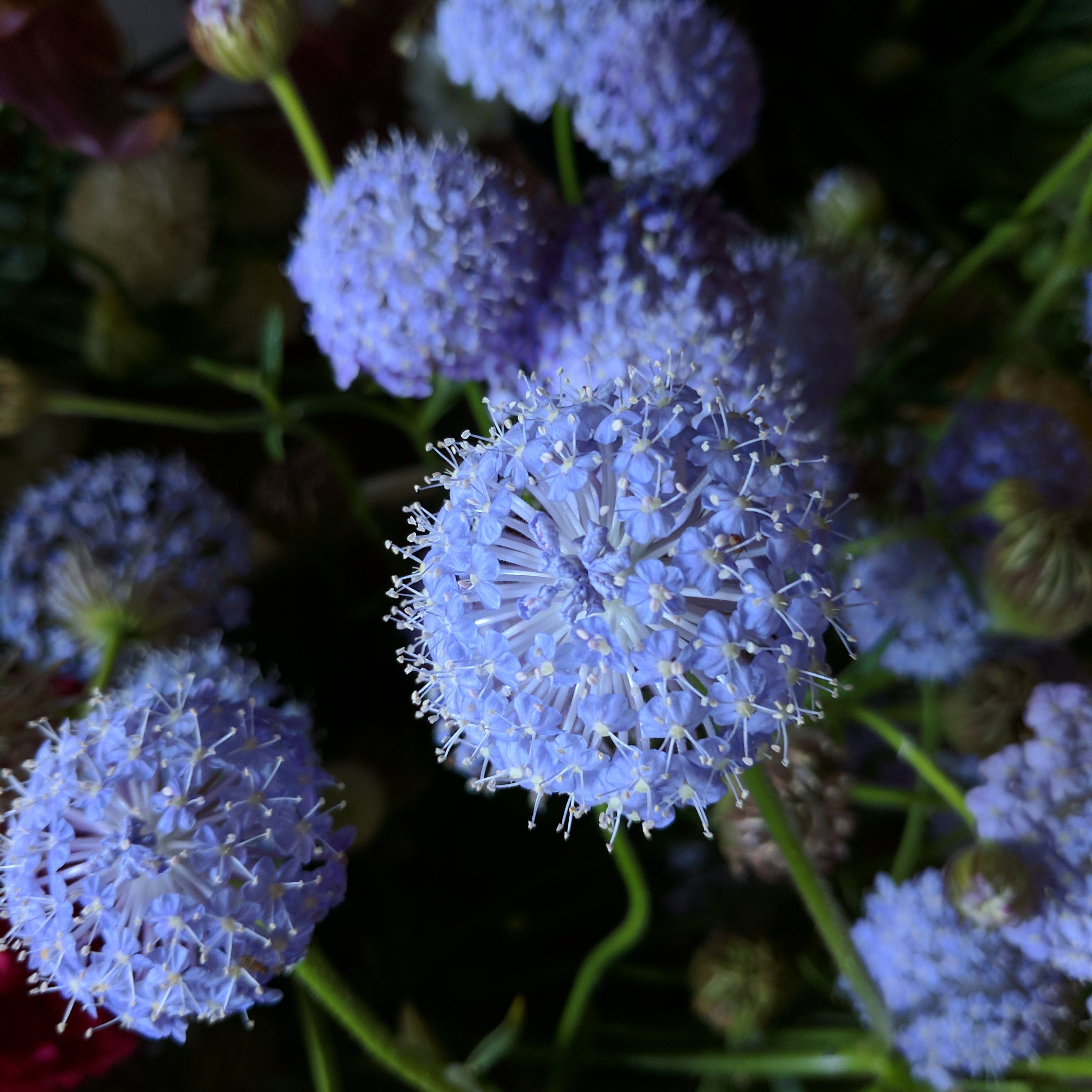 Didiscus Lacy Lavender