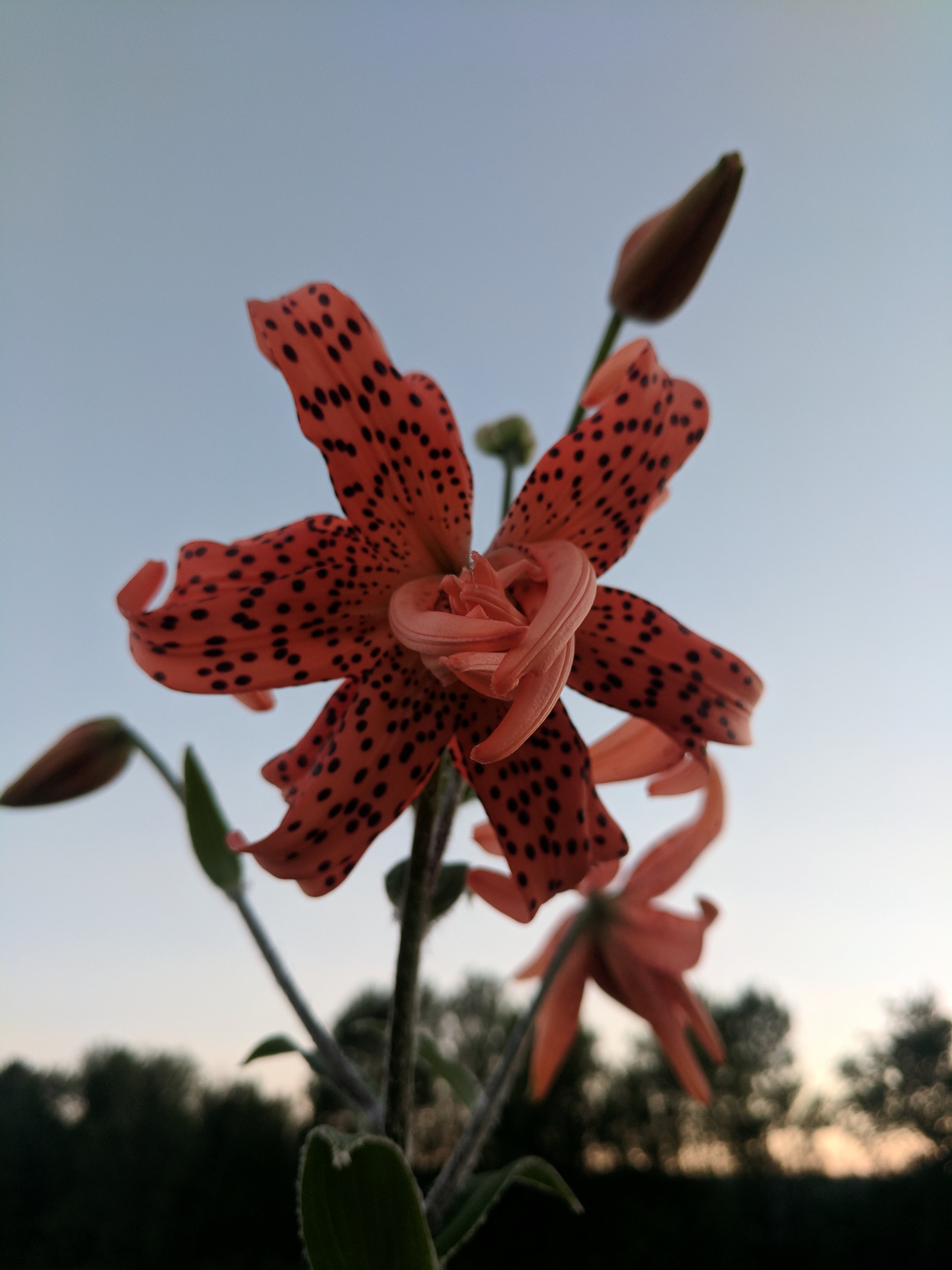 Lys tigré double  - Flore Pleno