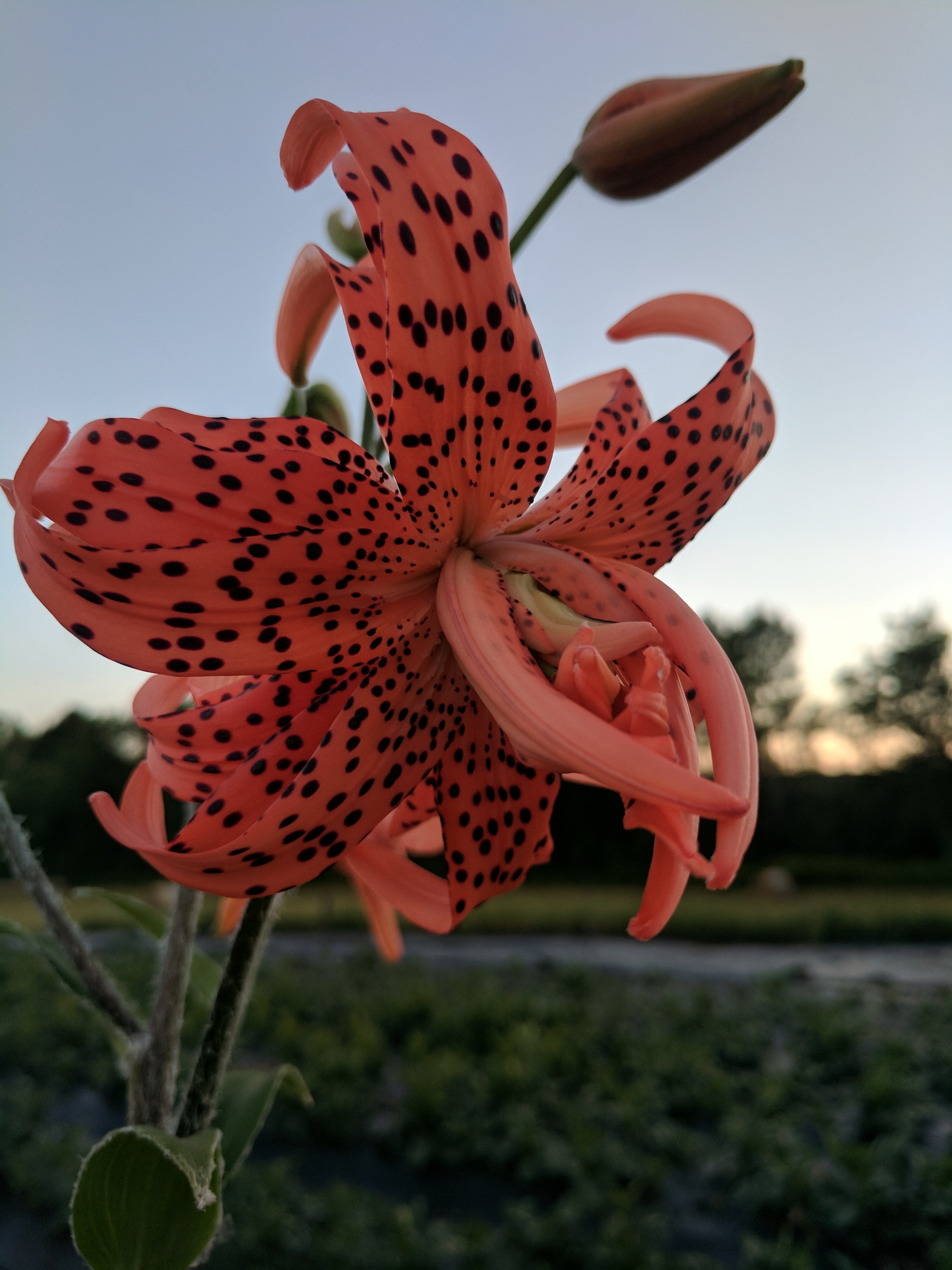 Lys tigré double  - Flore Pleno