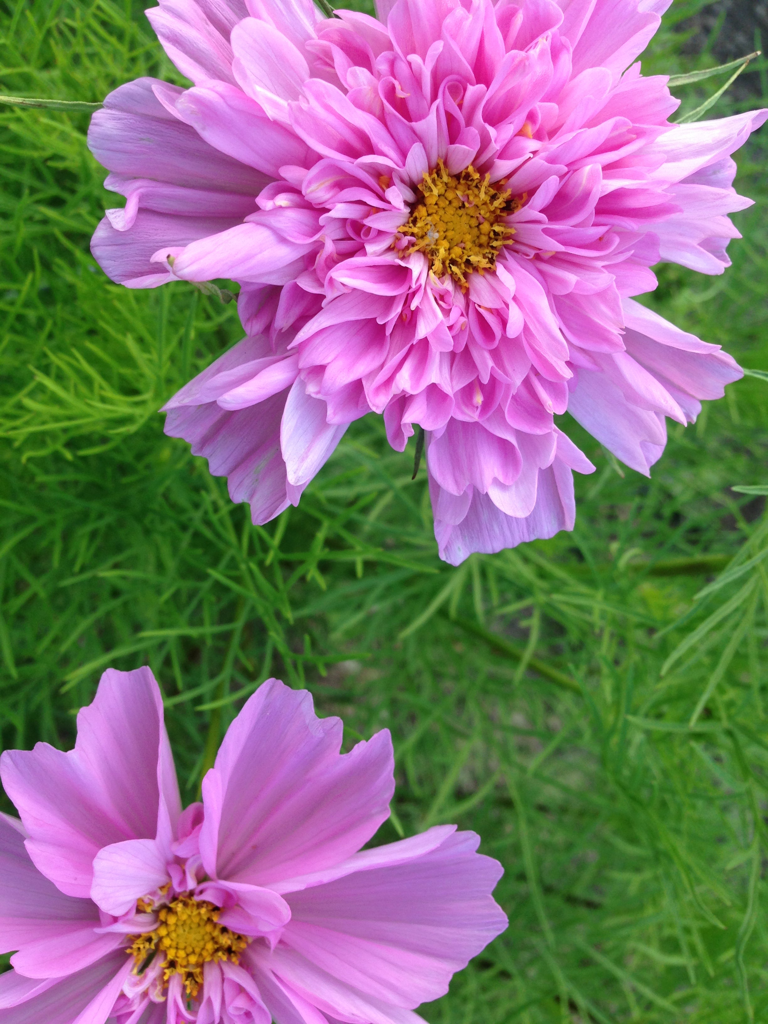 Cosmos Double Click Bicolor Rose