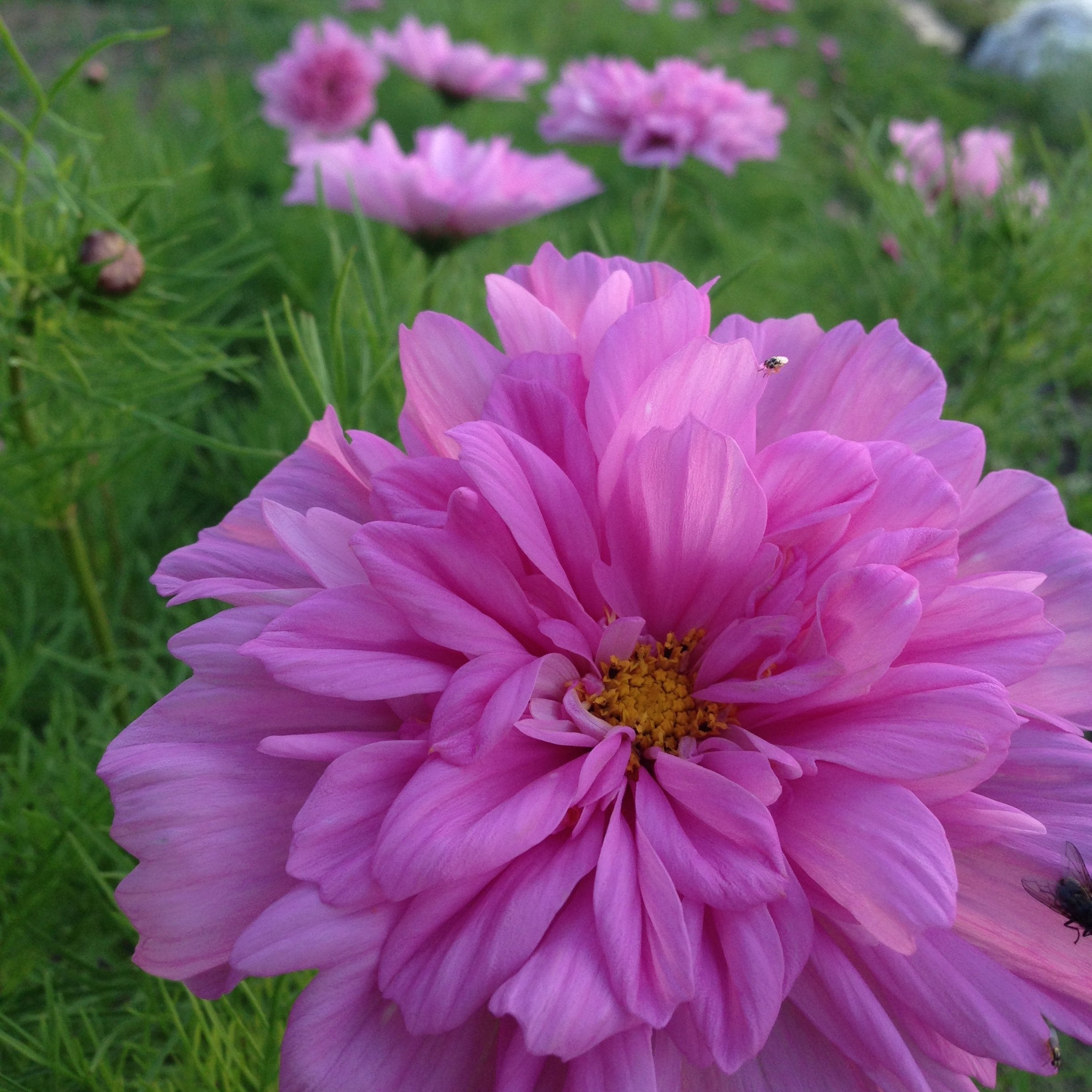 Cosmos Double Click Bicolor Rose