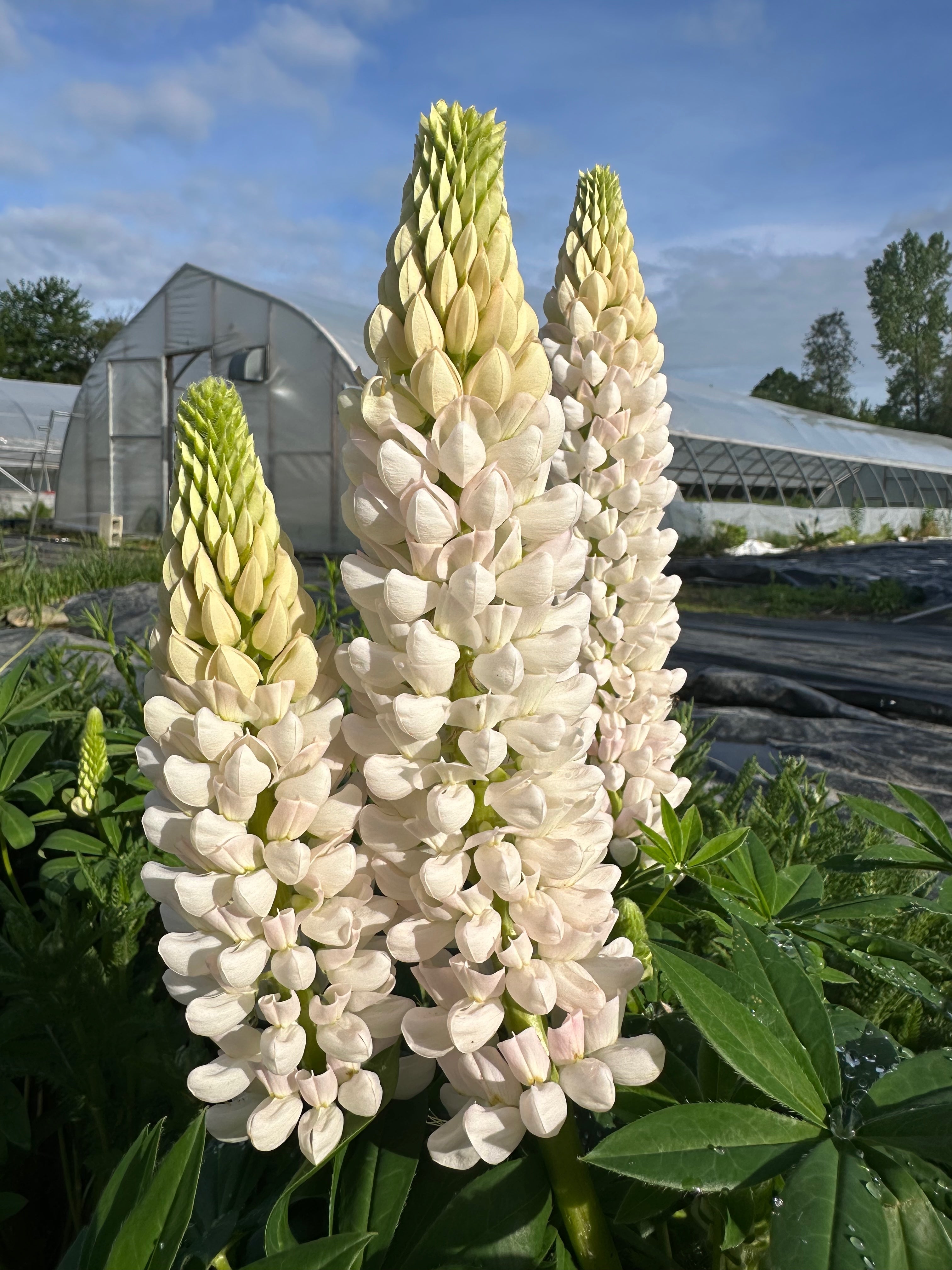 Lupin Noble Maiden