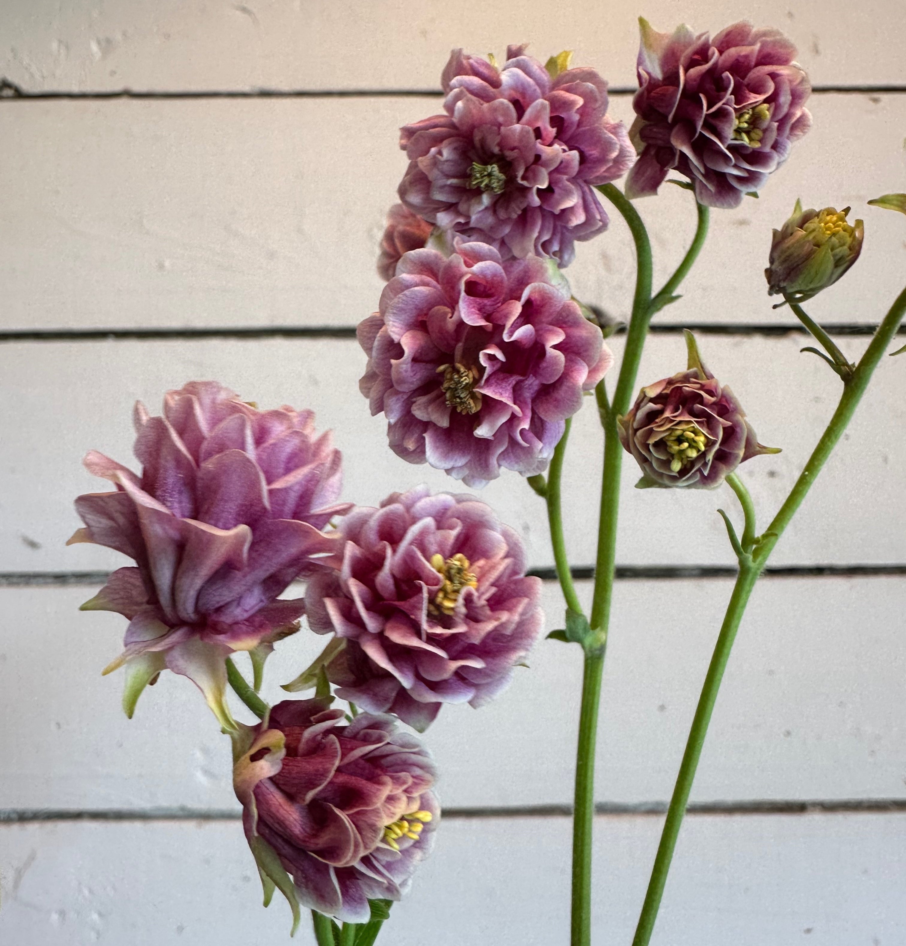 Ancolie Pink Petticoat