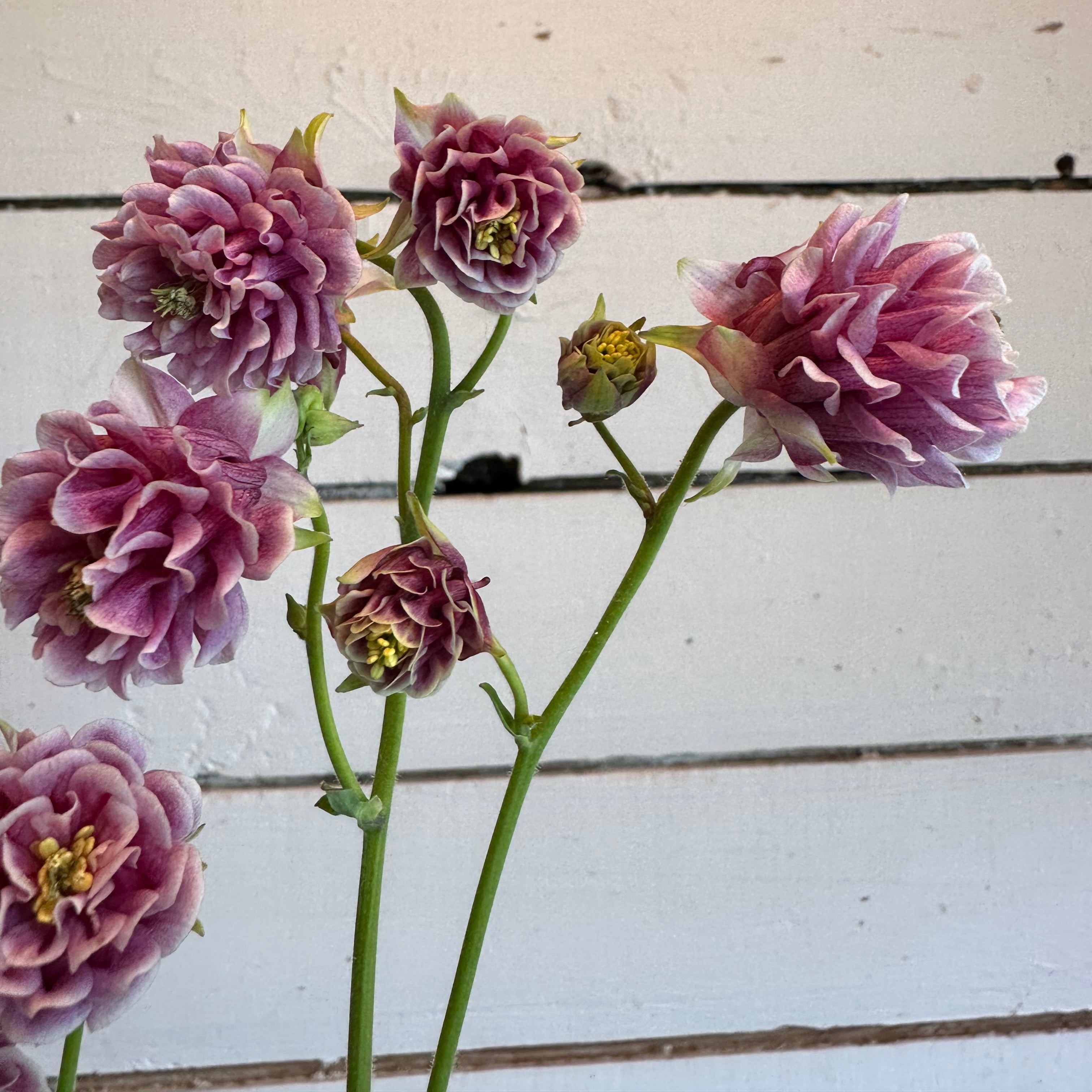 Ancolie Pink Petticoat