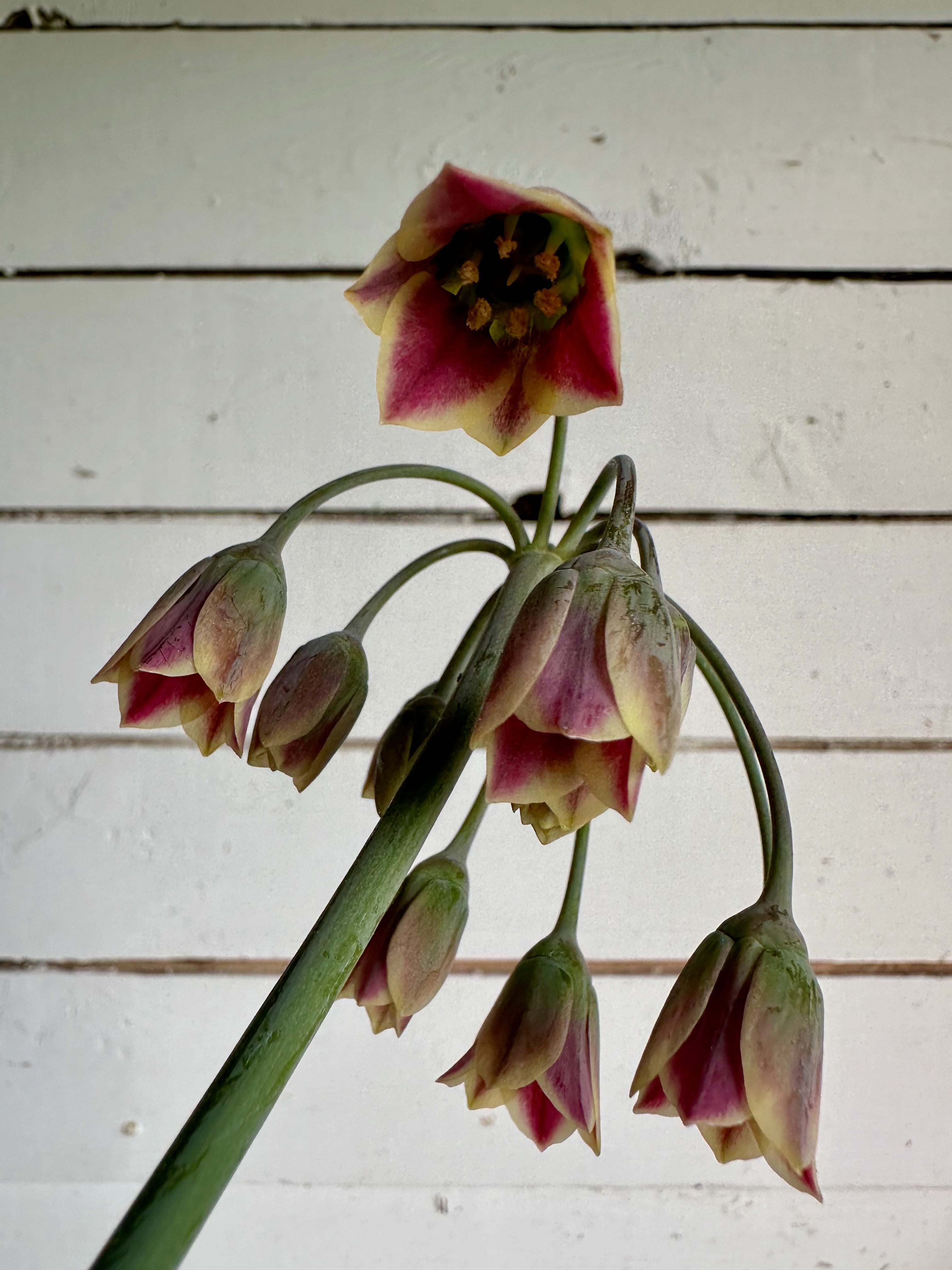 Allium Bulgaricum