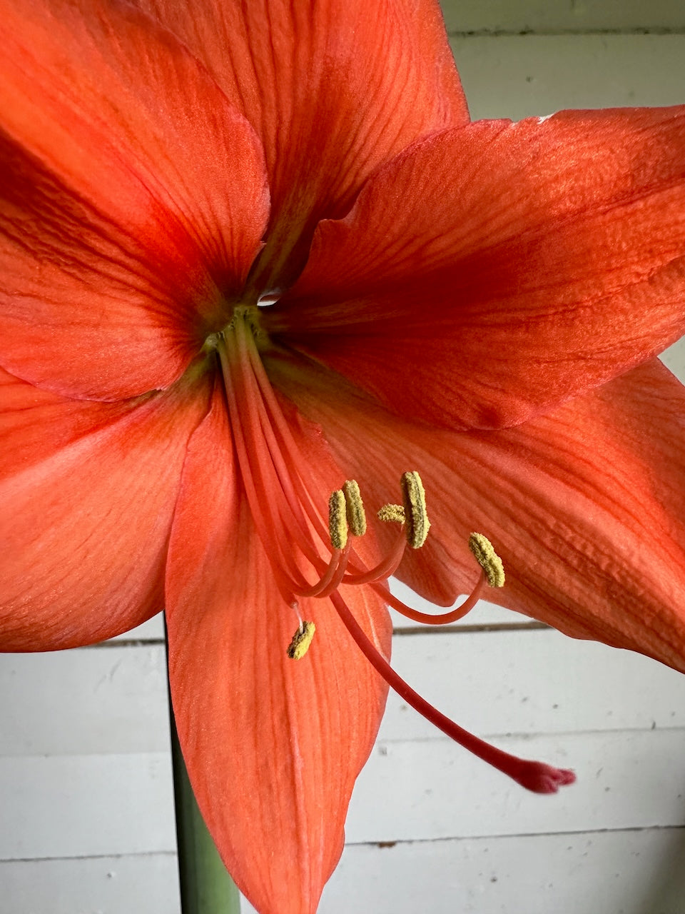 Amaryllis Rilona