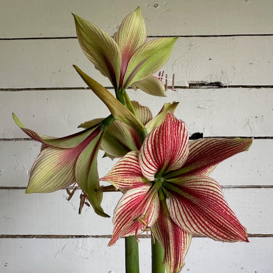 Amaryllis Exotic Star