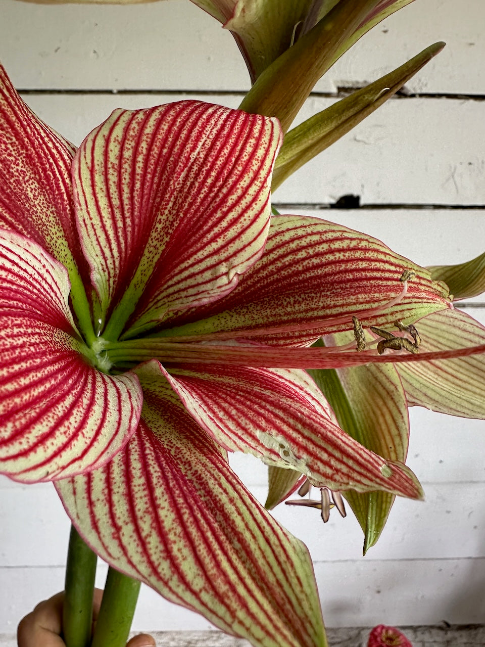 Amaryllis Exotic Star