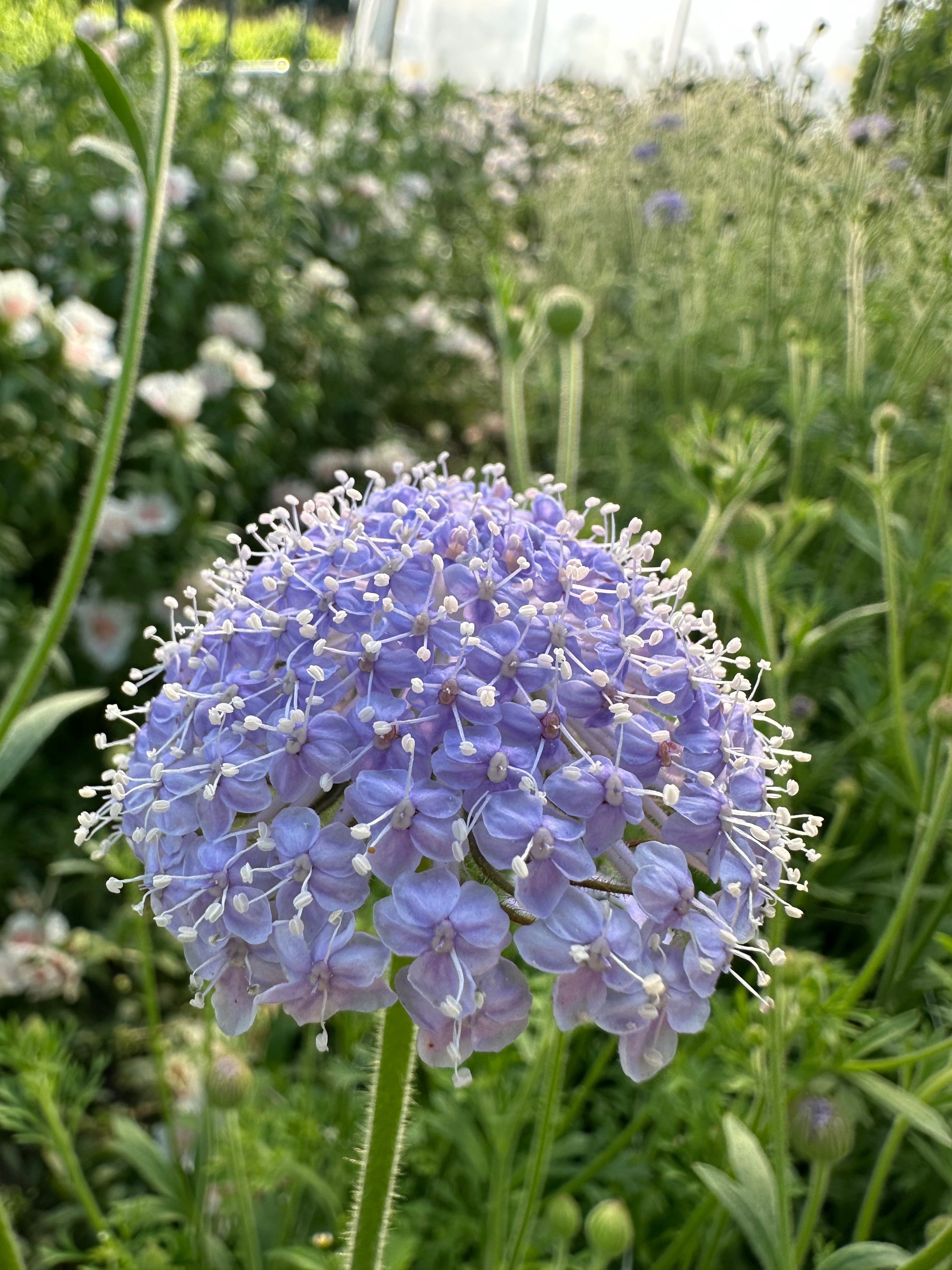 Didiscus Lacy Lavender