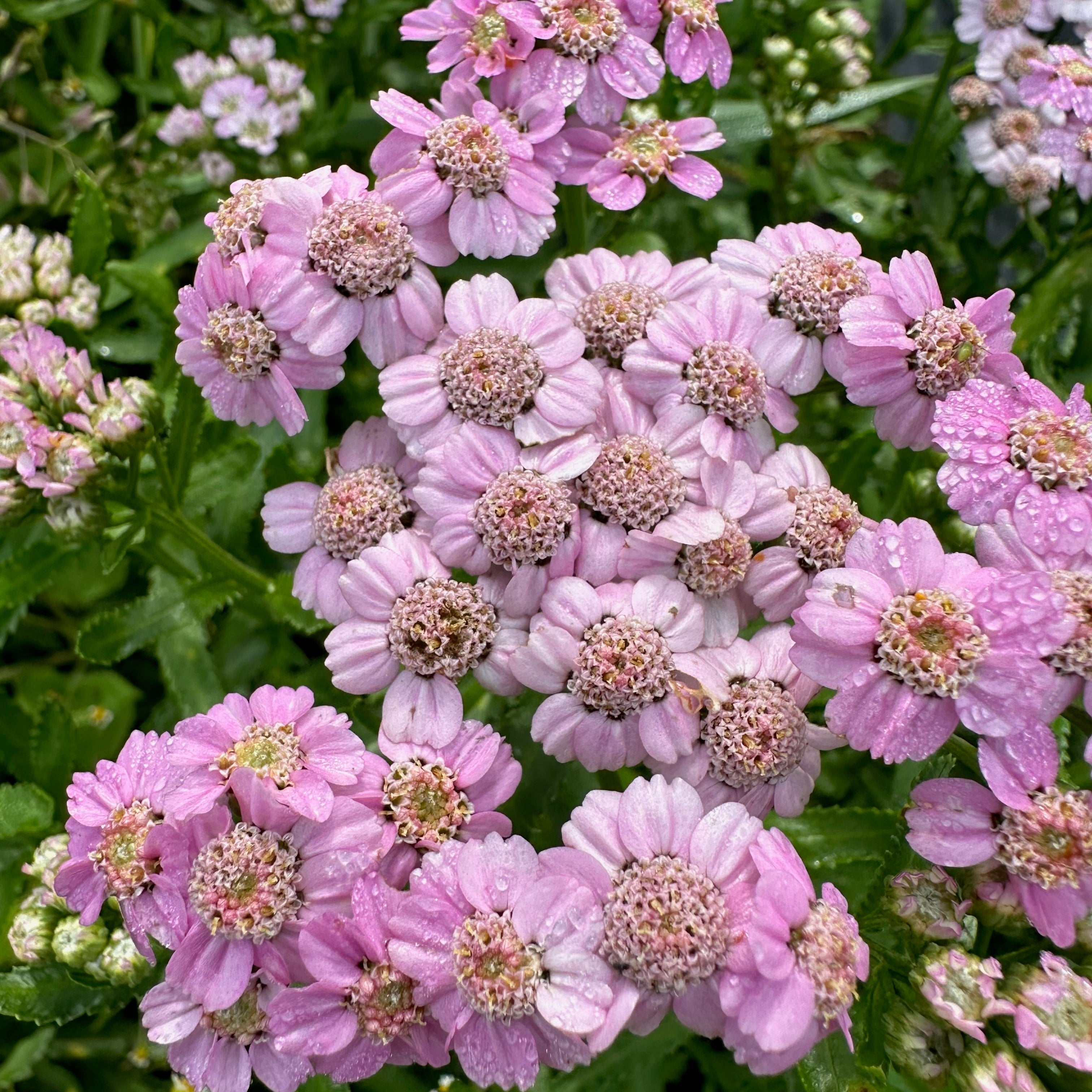 Achillée Love Parade