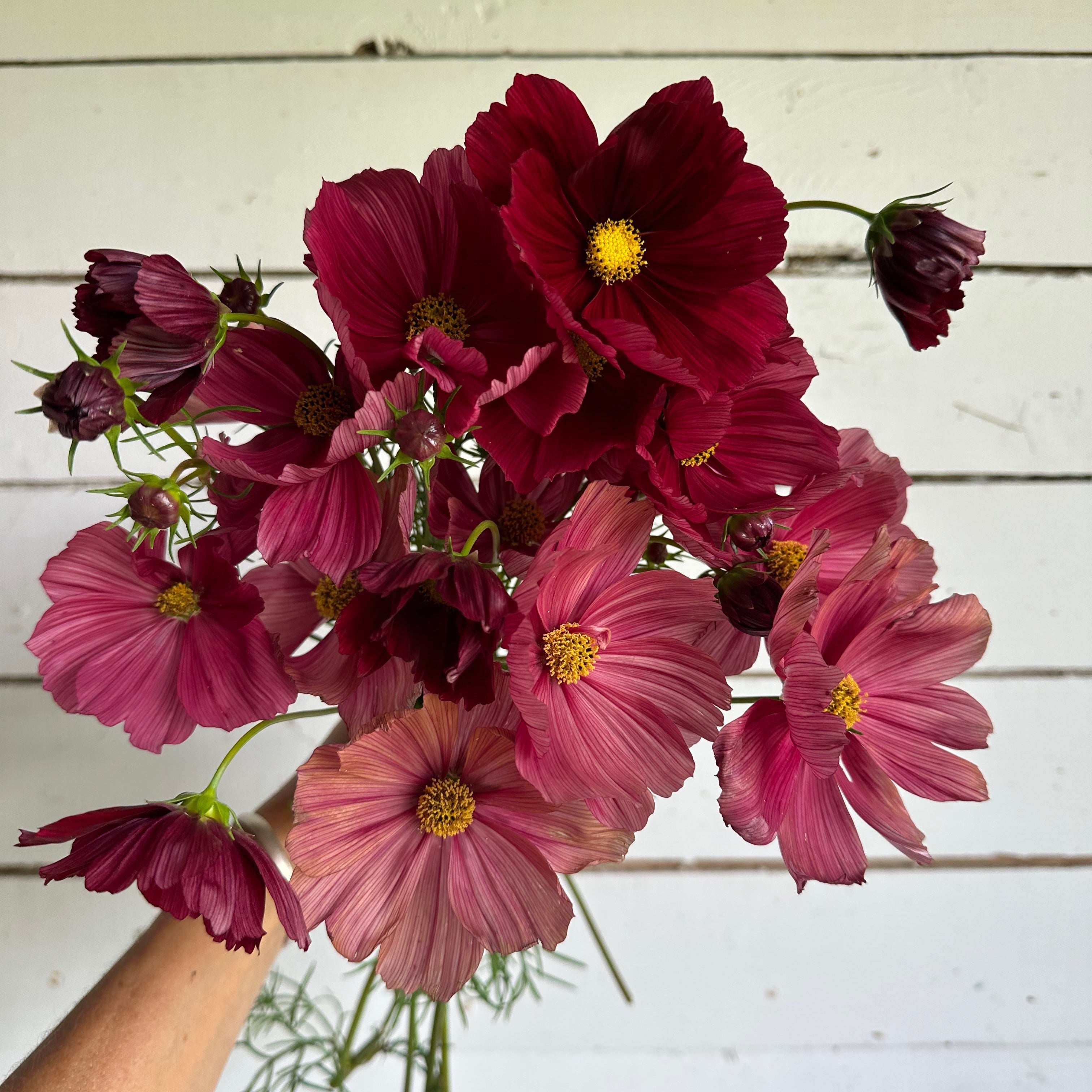 Cosmos Rubenza