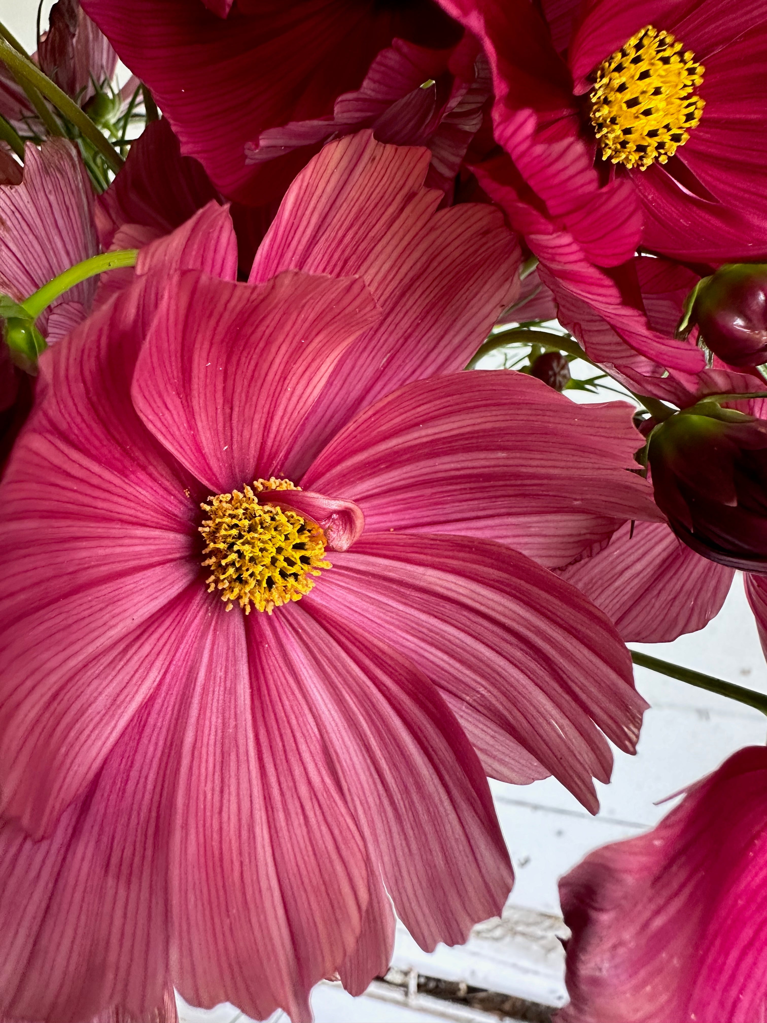 Cosmos Rubenza