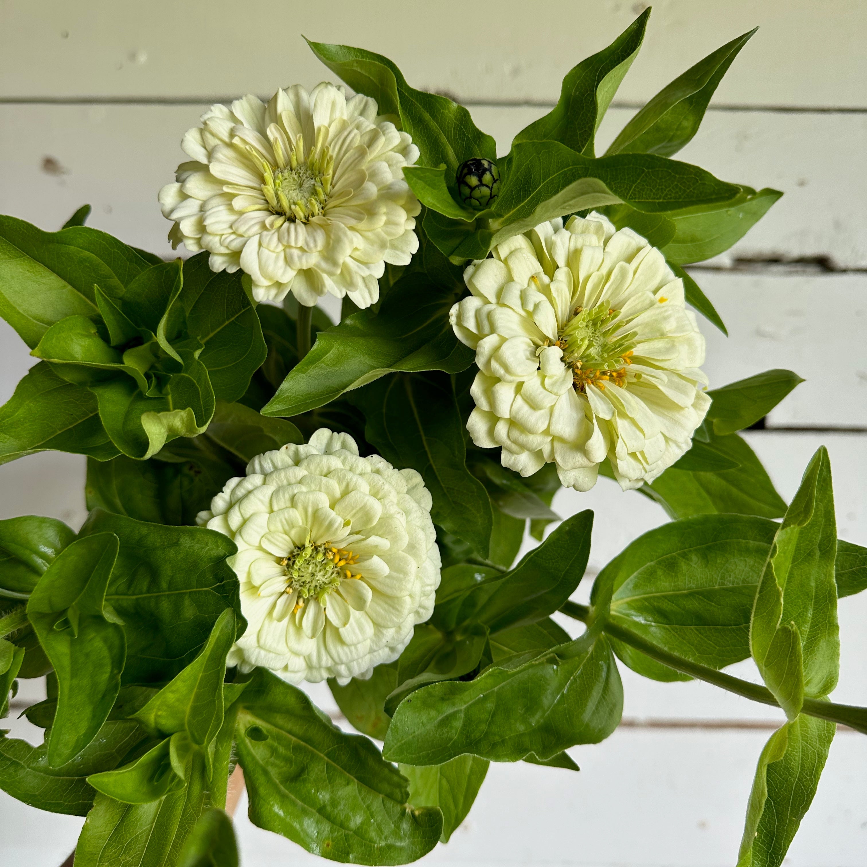 Zinnia Benary Giant White