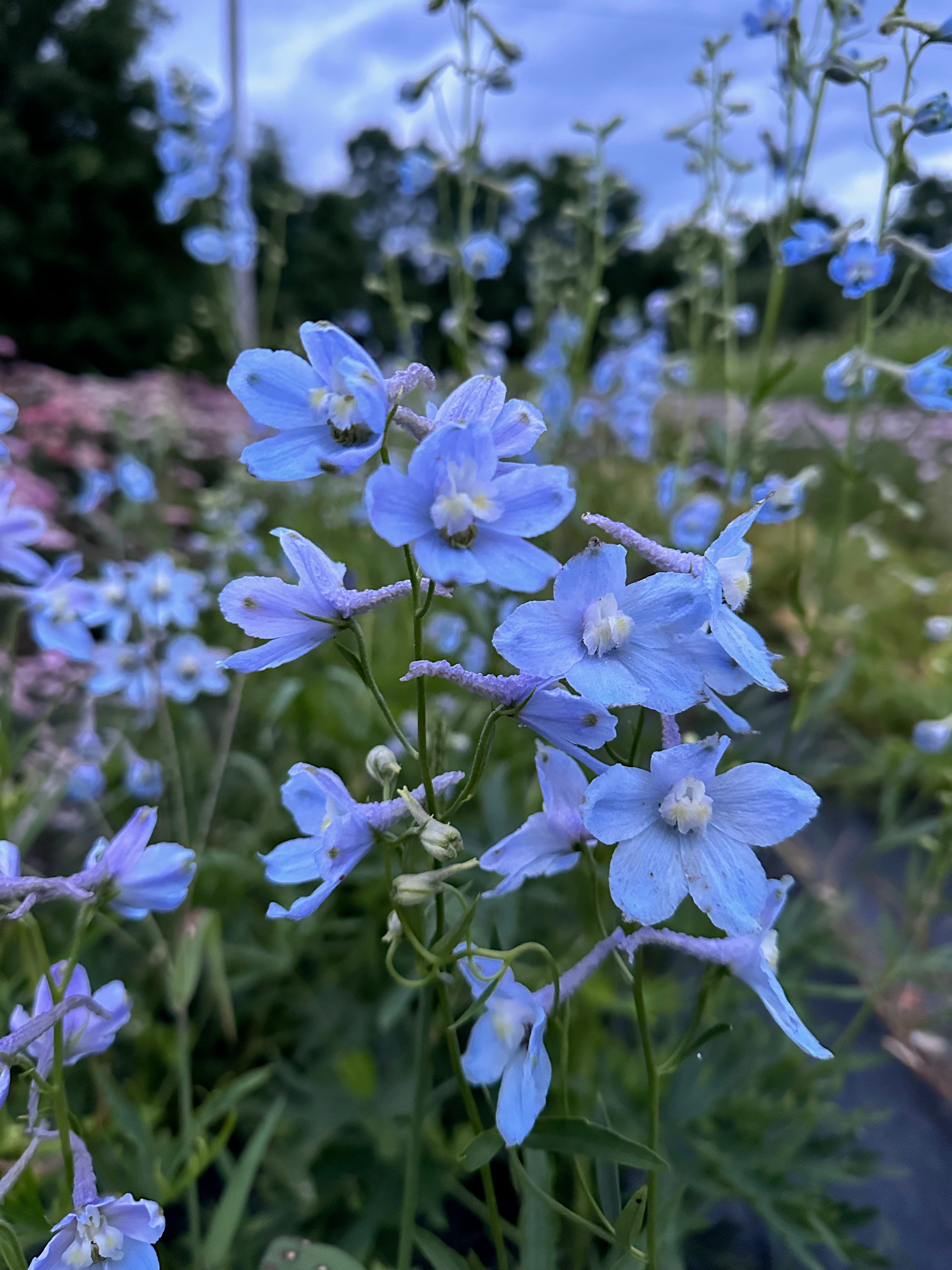 Delphinium Cliveden beauty