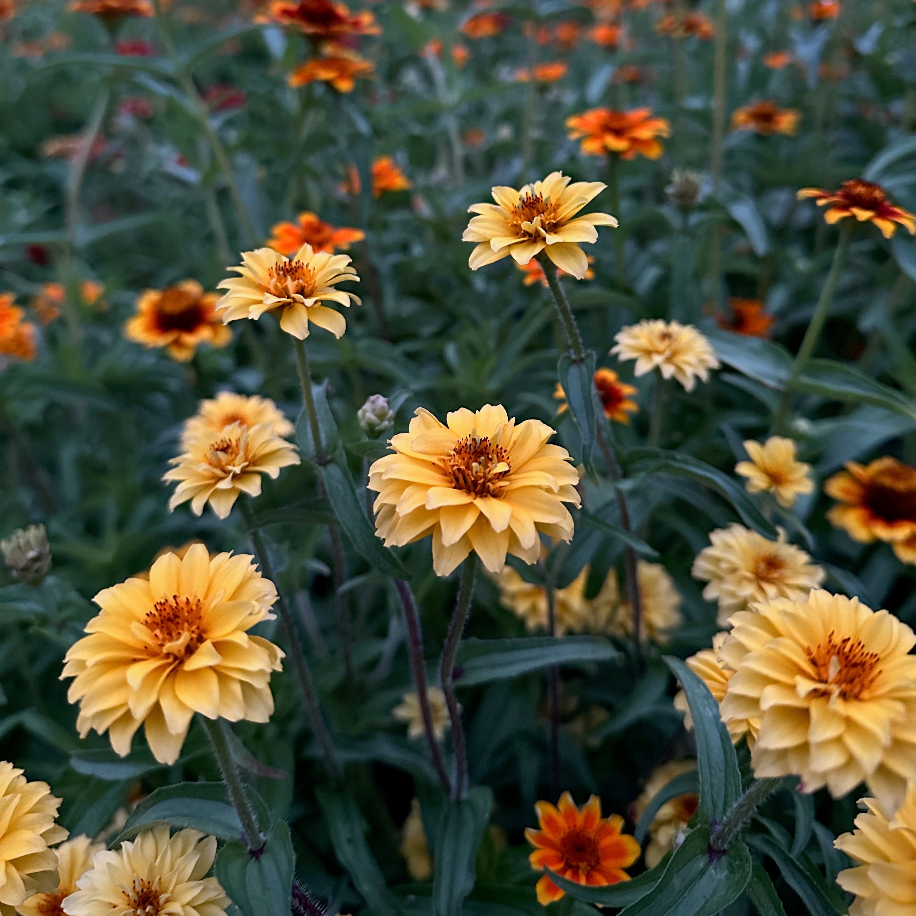 Zinnia Persian Carpet