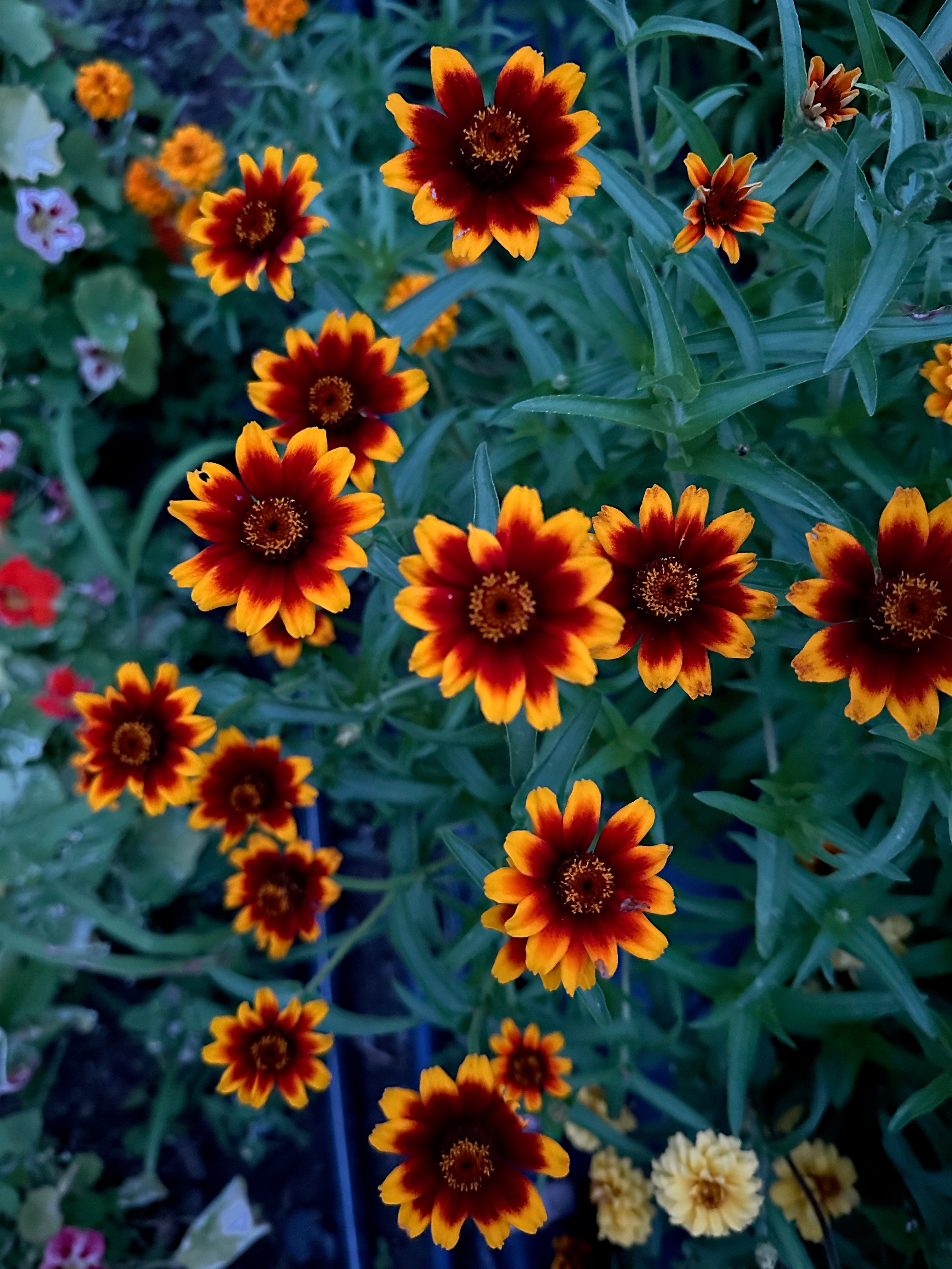 Zinnia Persian Carpet