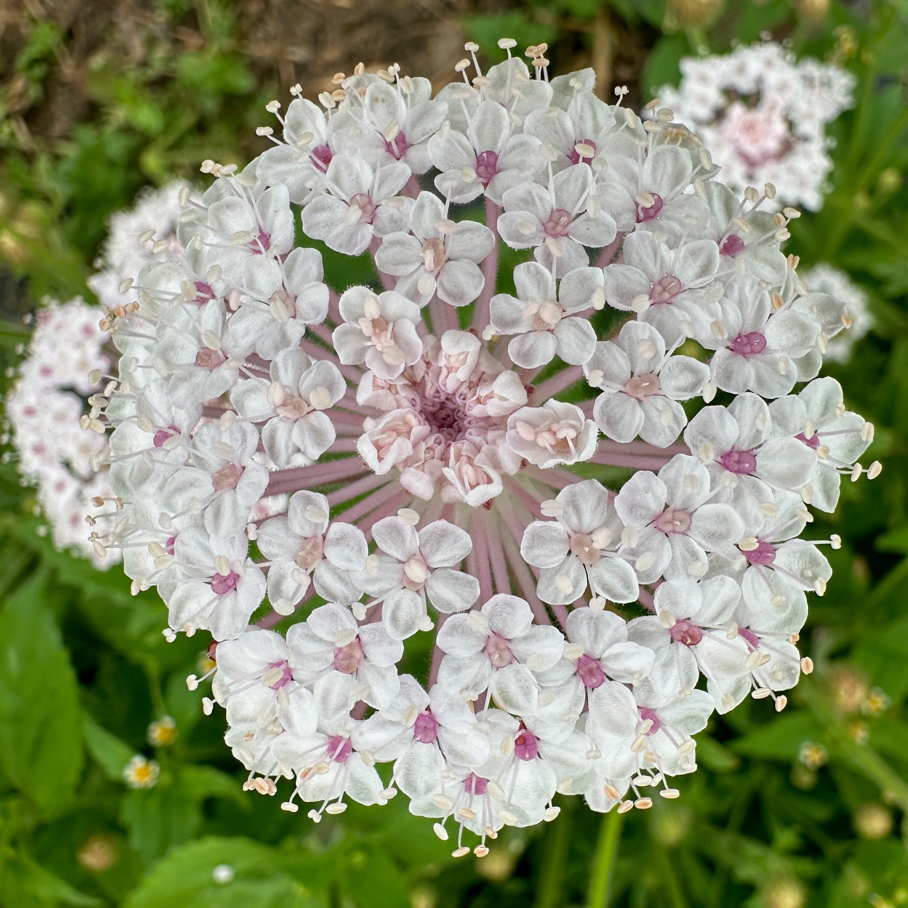 Didiscus Lacy Rose