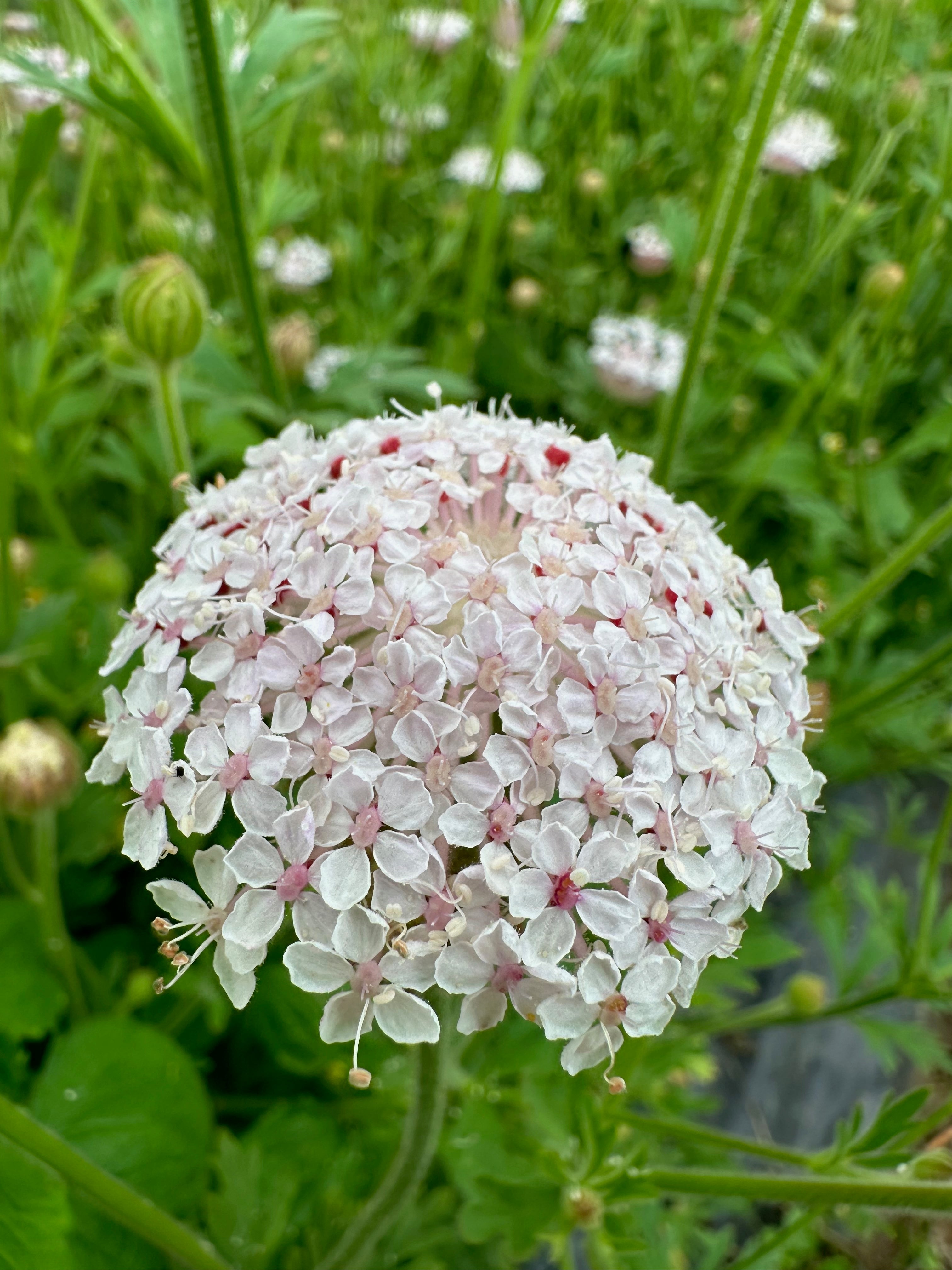 Didiscus Lacy Rose