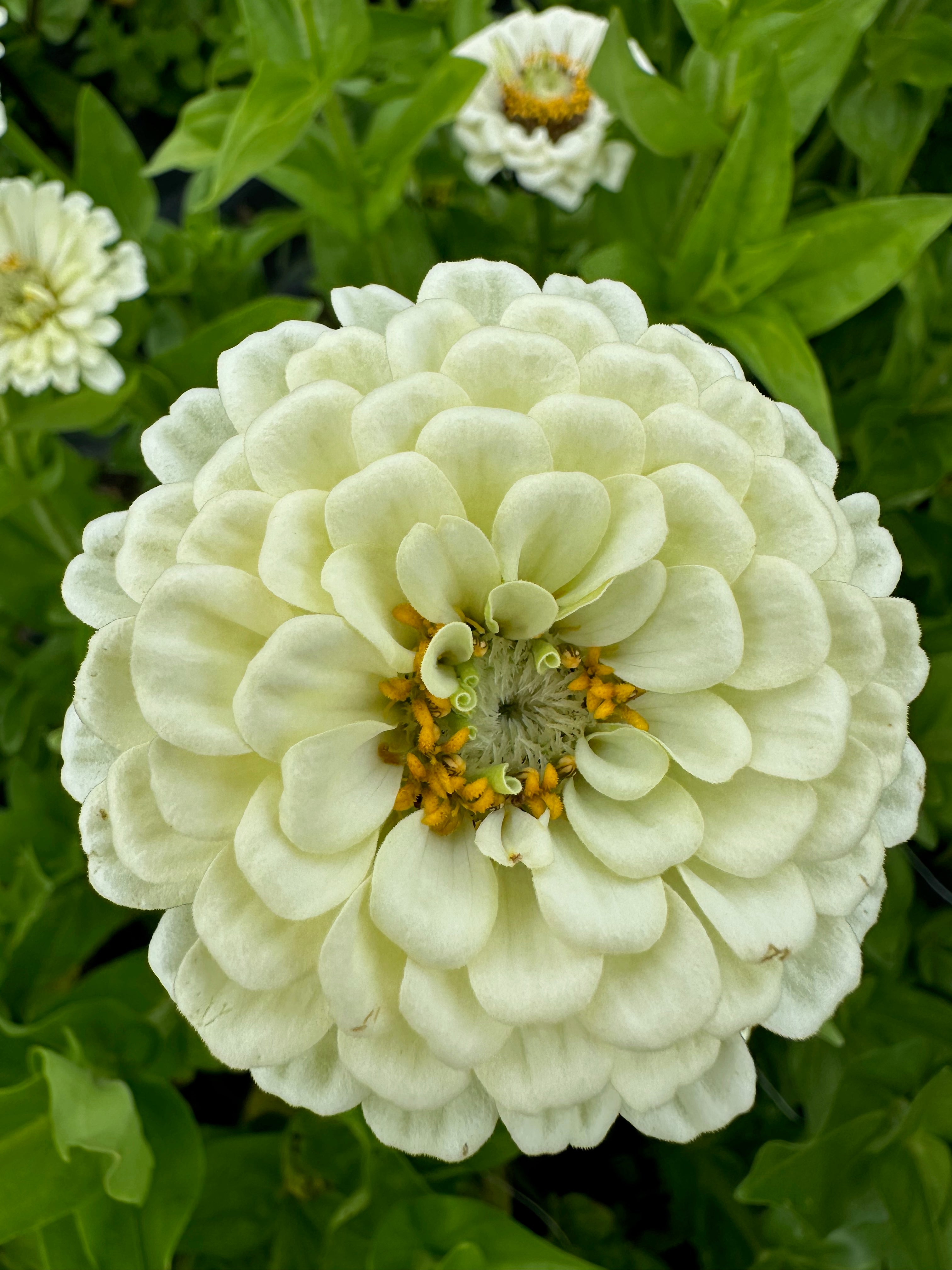 Zinnia Benary Giant White