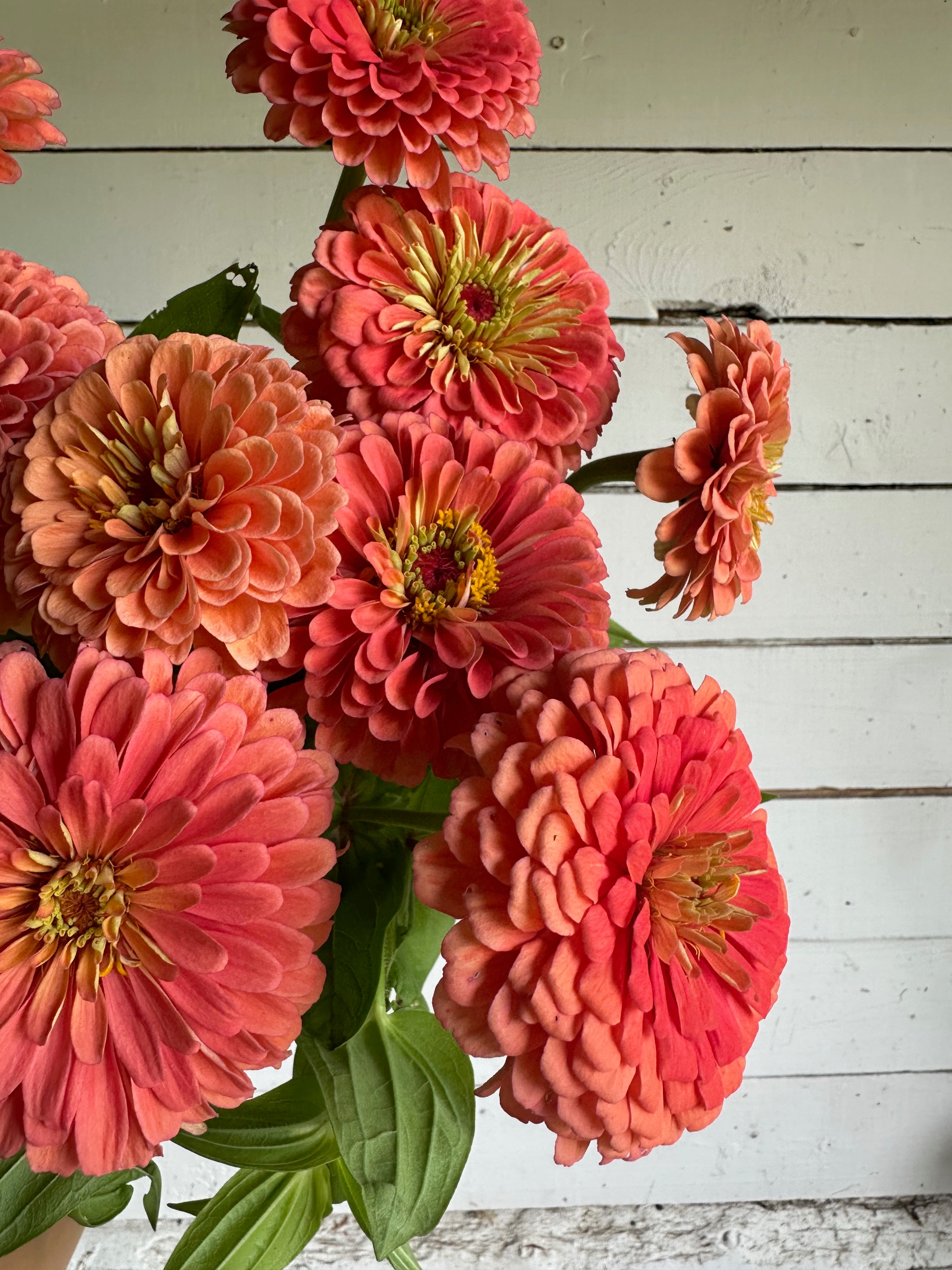 Zinnia Benary Giant Salmon Rose