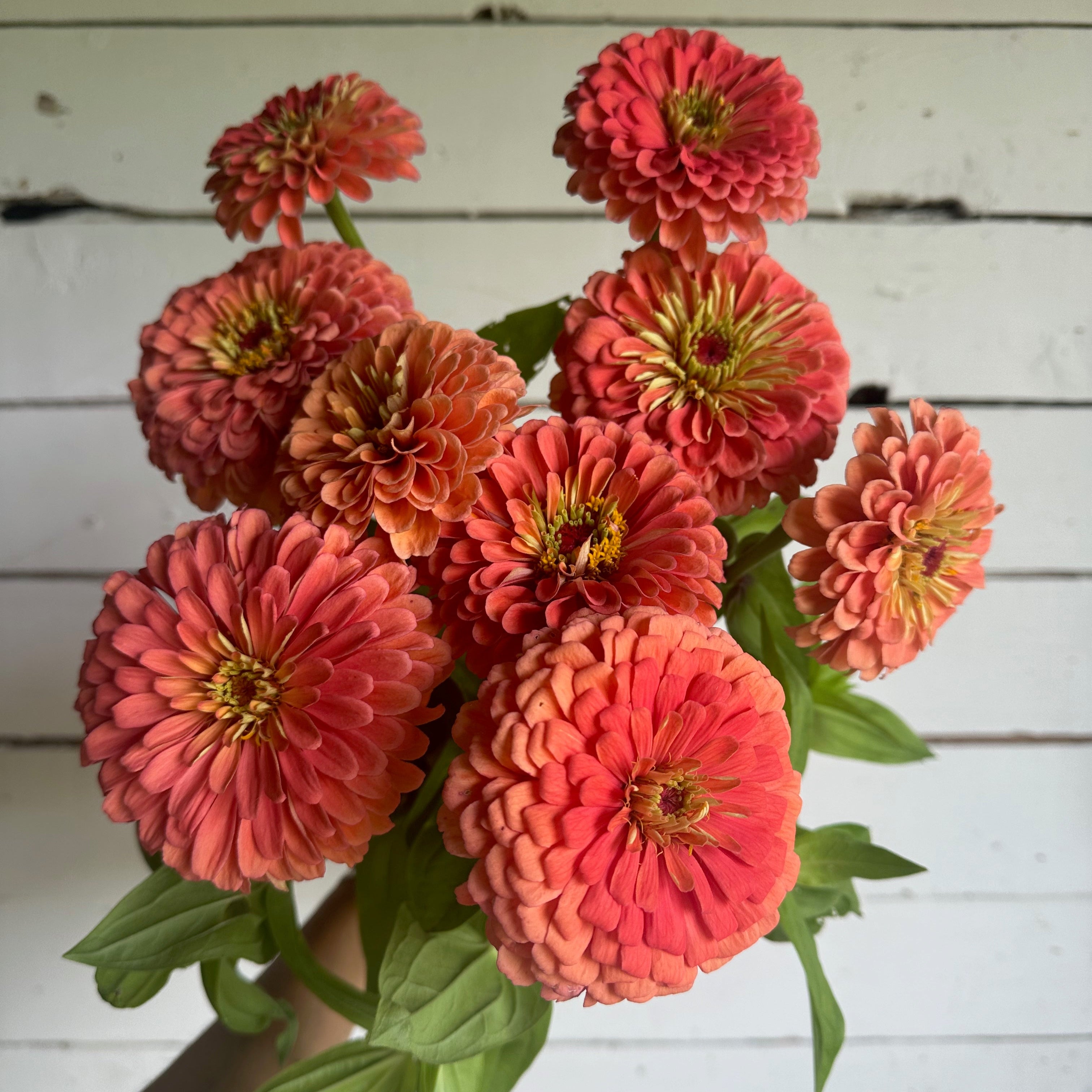 Zinnia Benary Giant Salmon Rose