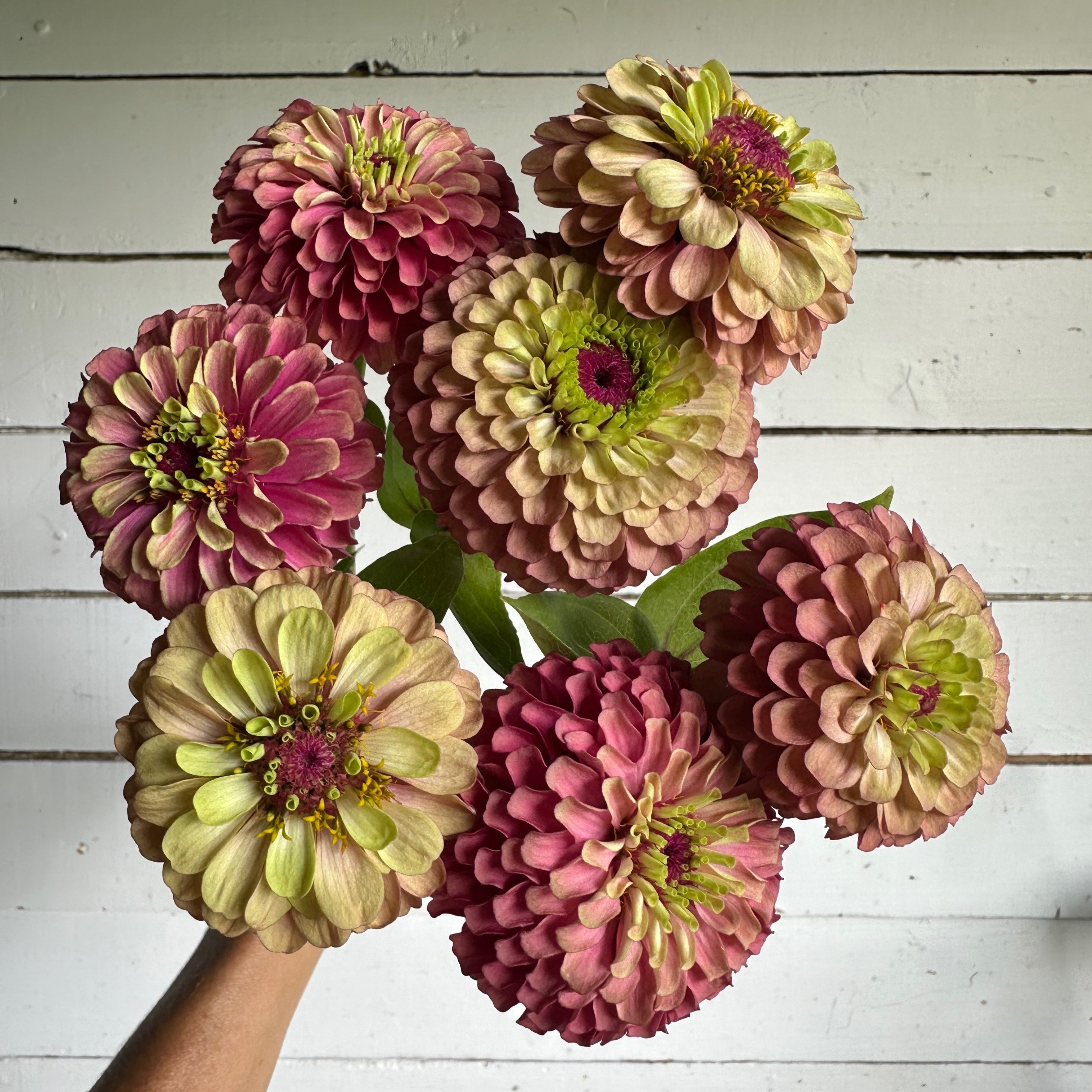 Zinnia Queen Lime Red