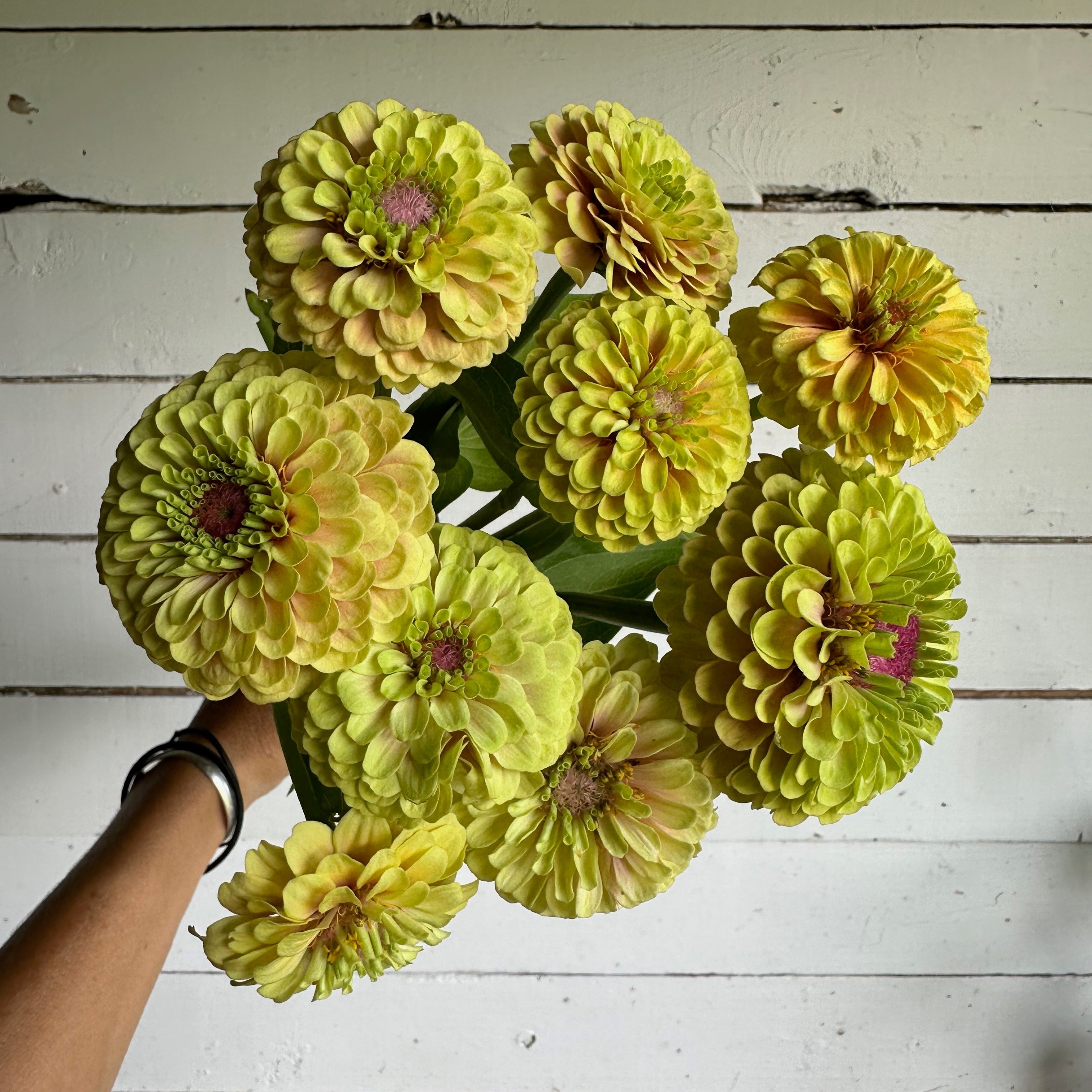 Zinnia Queen Lime Blush