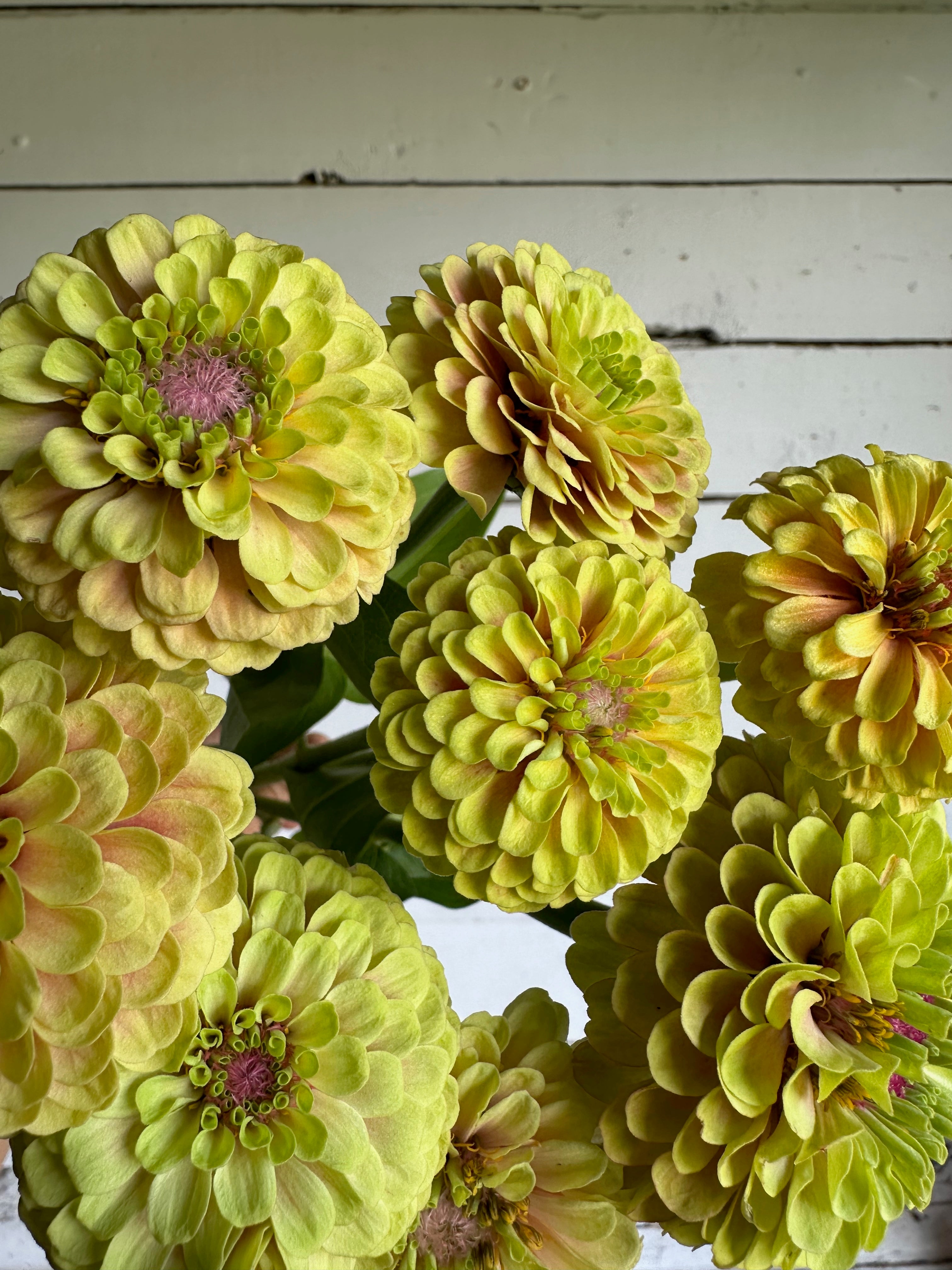 Zinnia Queen Lime Blush