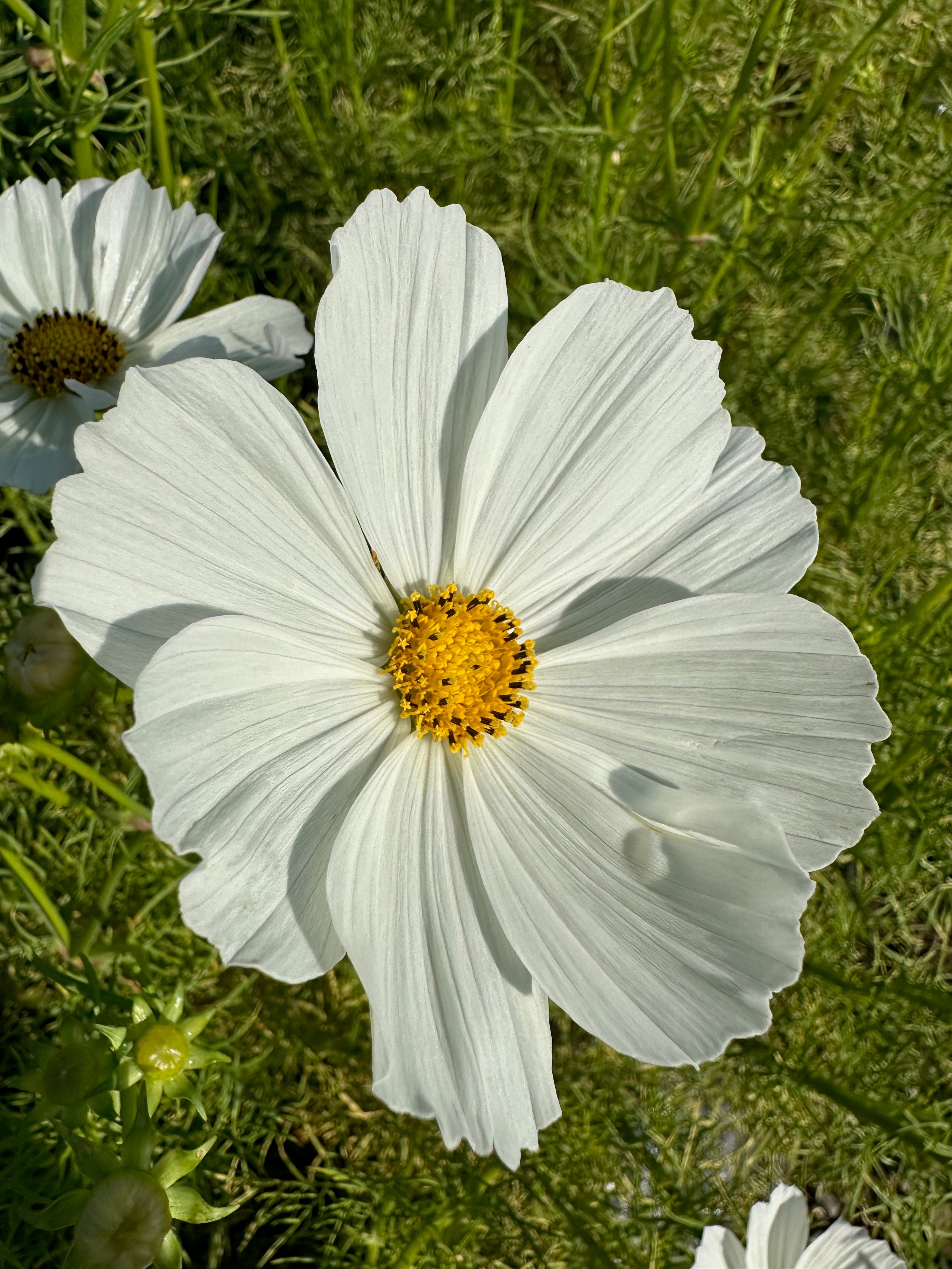 Cosmos Afternoon White