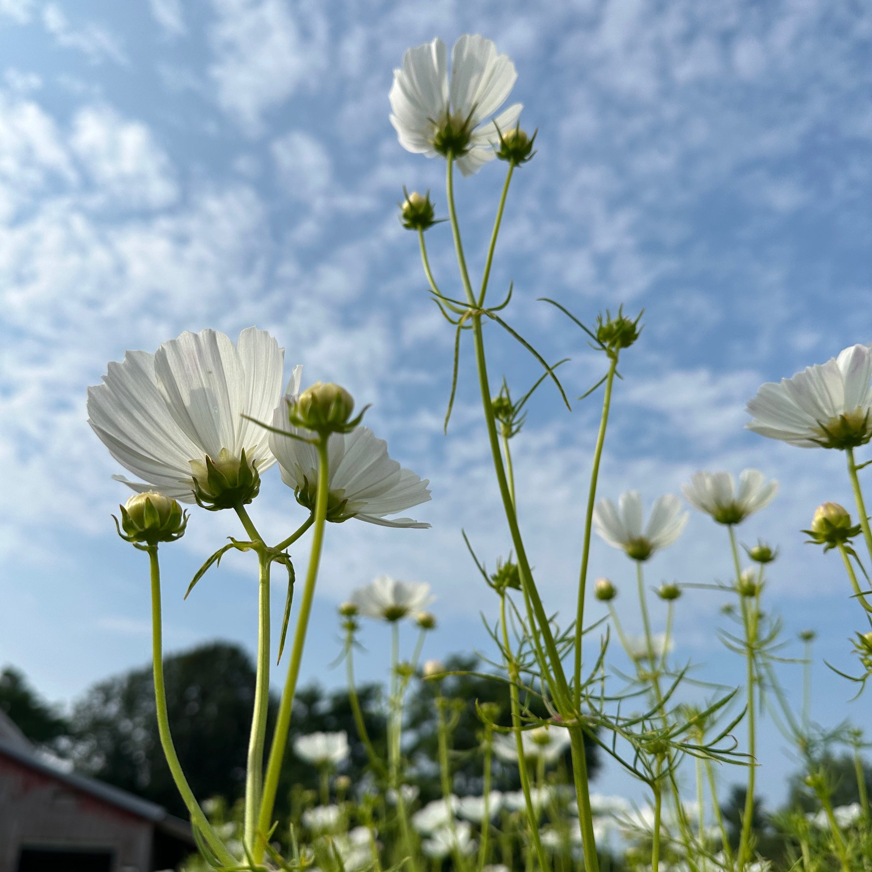 Cosmos Afternoon White