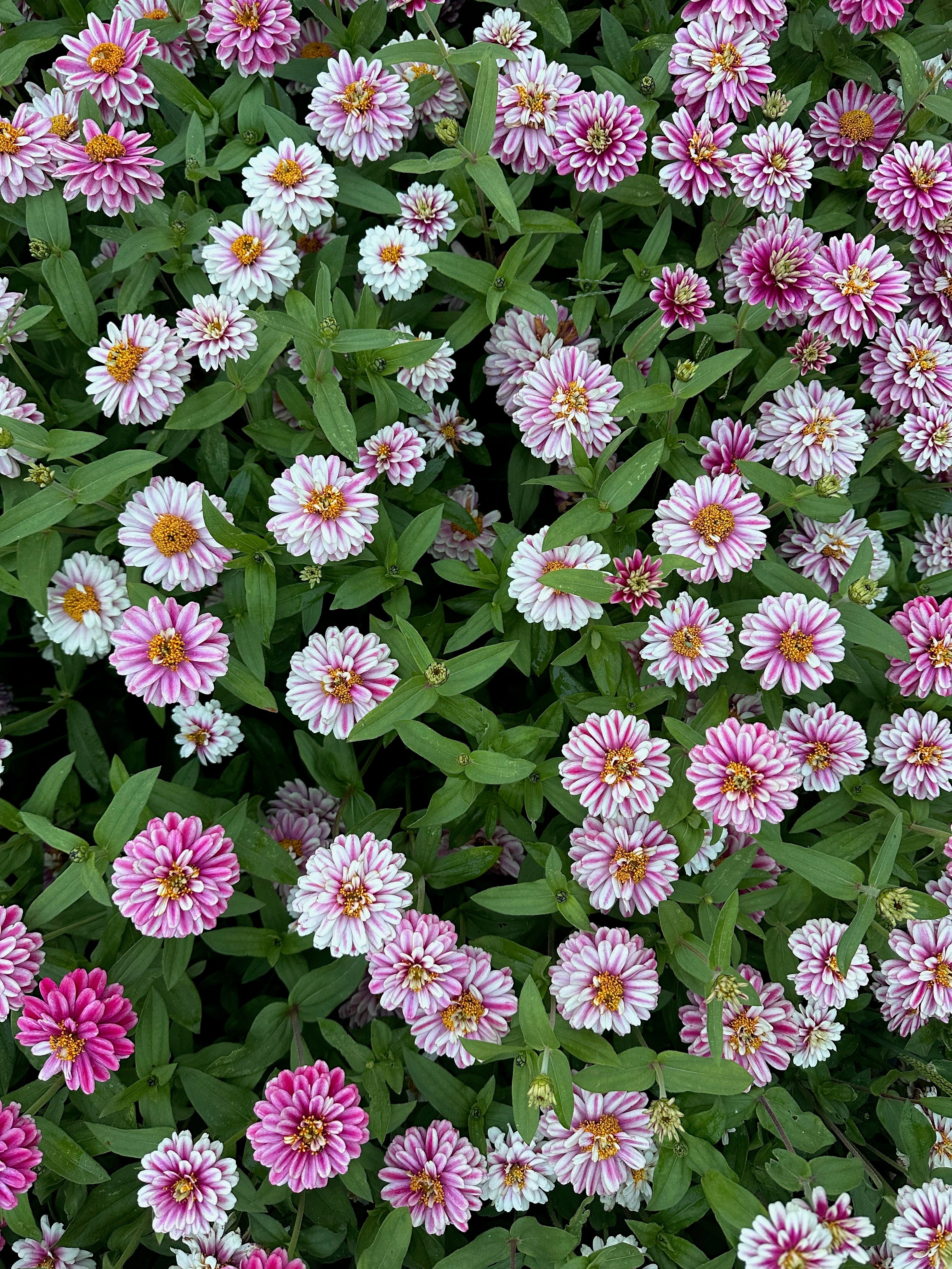 Zinnia Zahara™ Double Raspberry Ripple