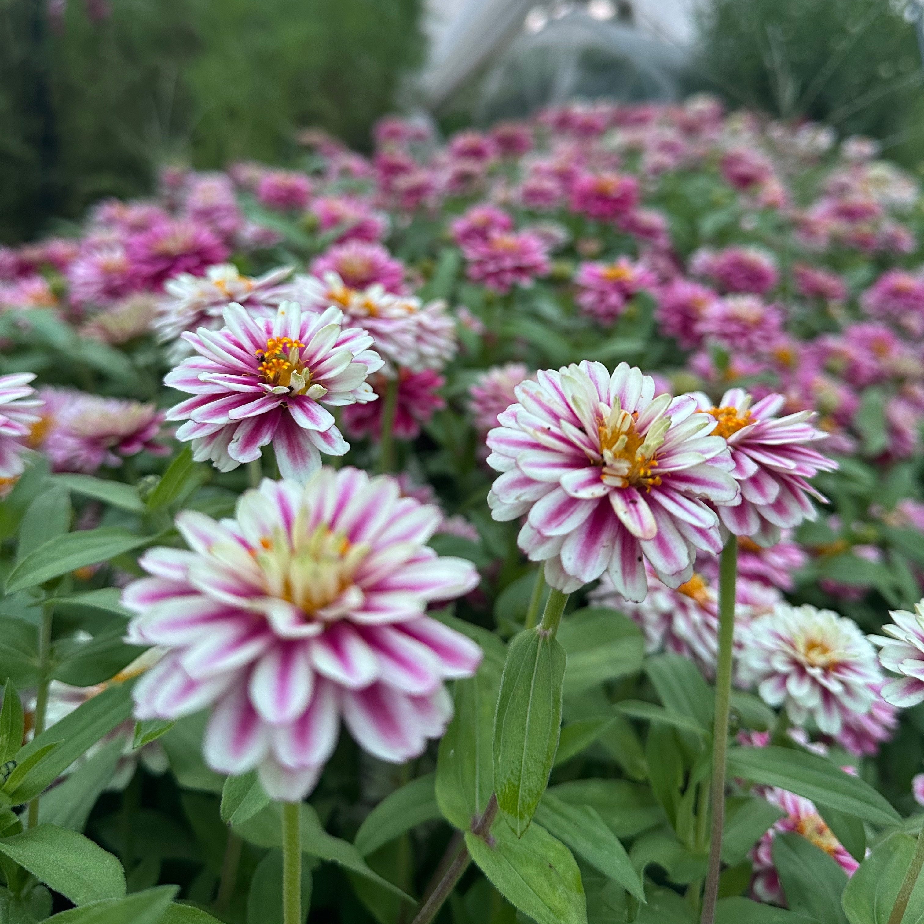 Zinnia Zahara™ Double Raspberry Ripple